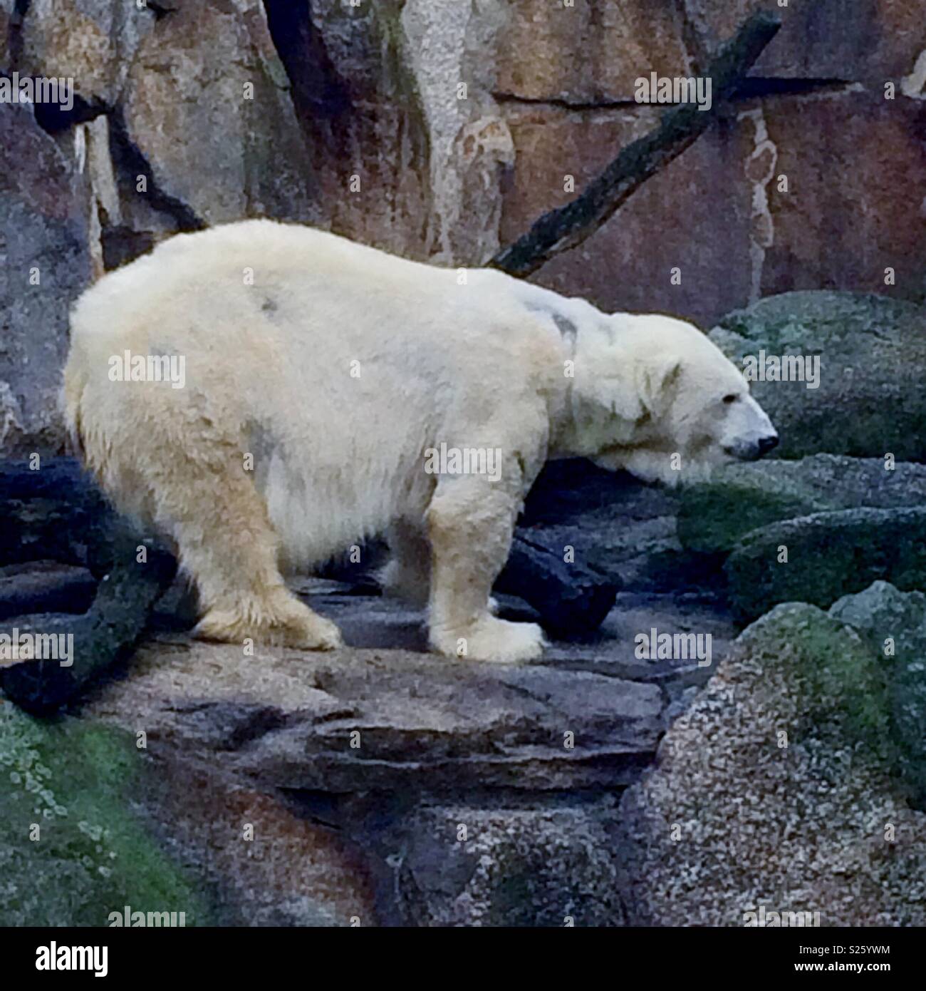 Polar bear berlin zoo - Smartphone Captured Stock Image