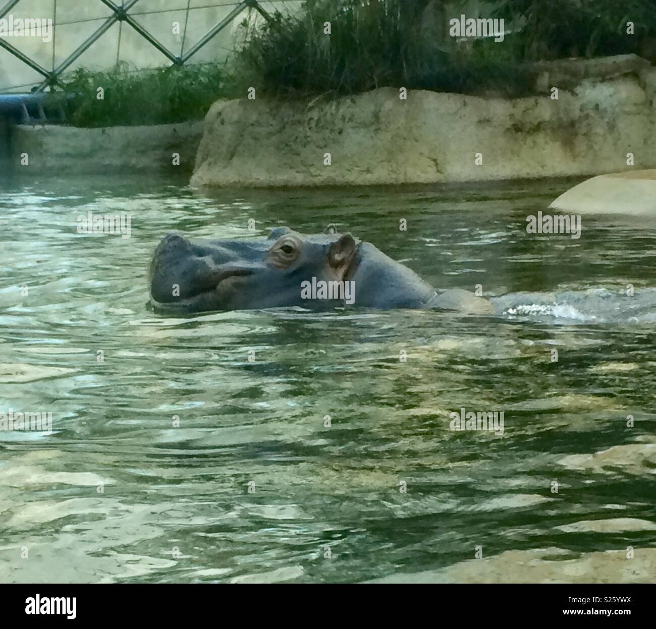 Submerged hippo Berlin zoo Stock Photo Alamy