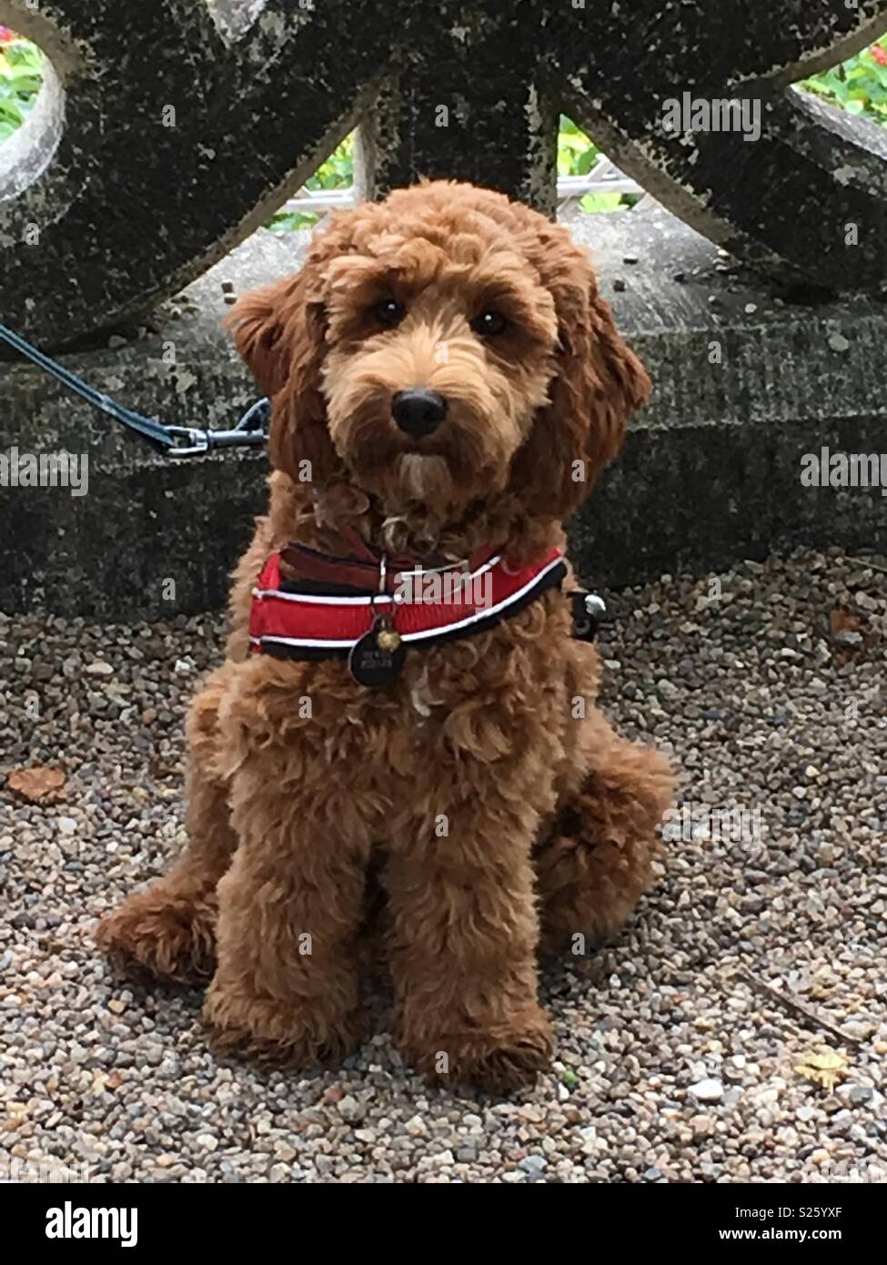 Cockerpoo High Resolution Stock Photography and Images - Alamy