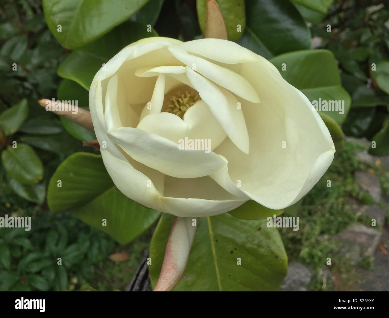 Magnolia grandiflora magnolia hi-res stock photography and images - Alamy