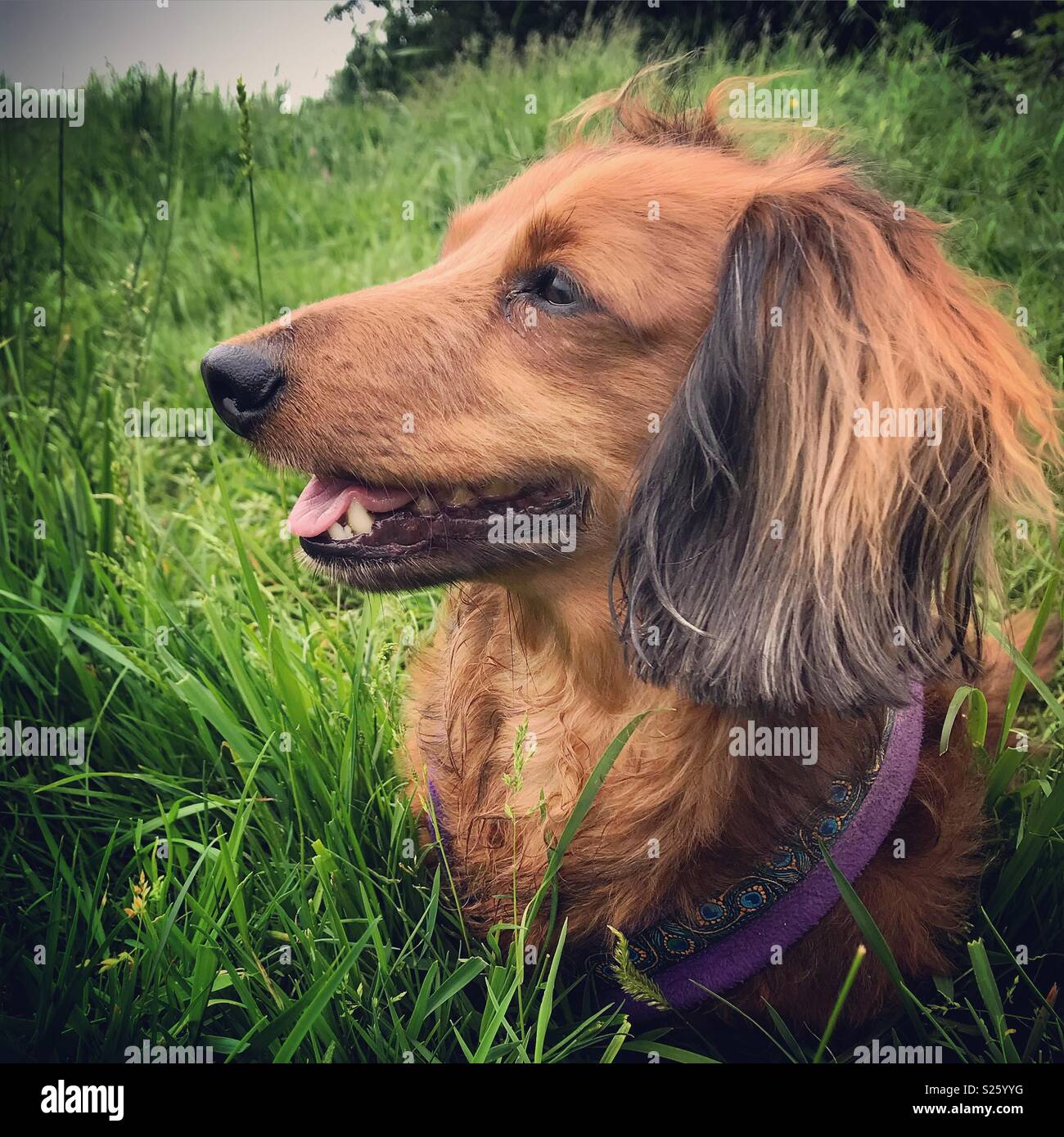 Long haired dachshund in the grass Stock Photo