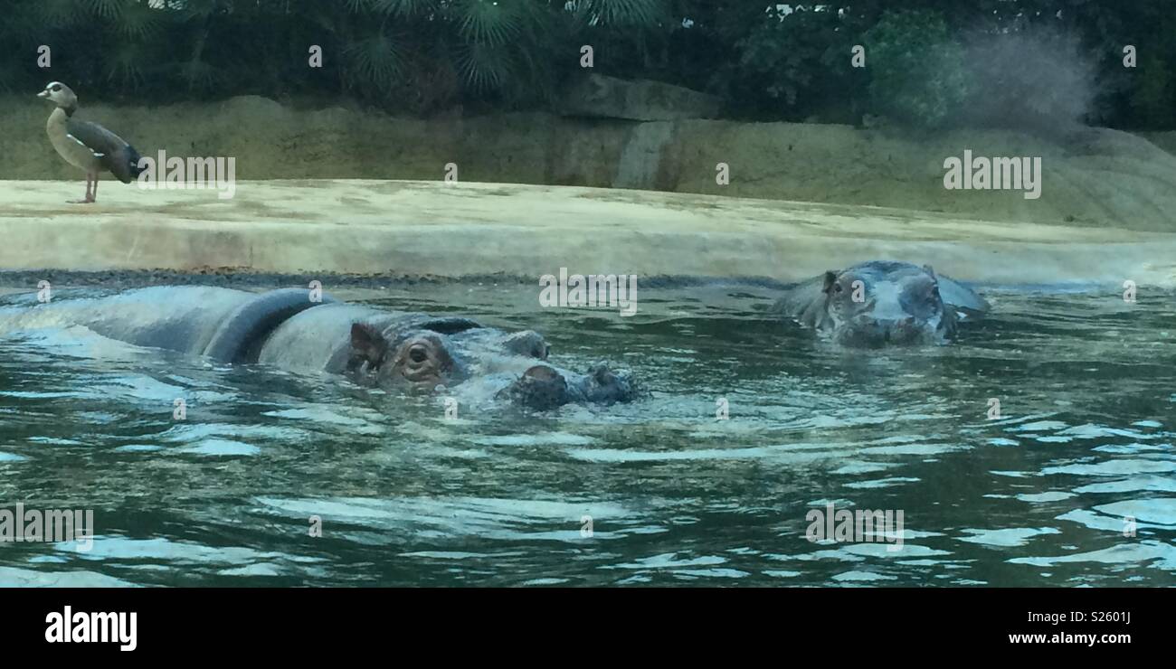Hippo Berlin zoo Stock Photo Alamy
