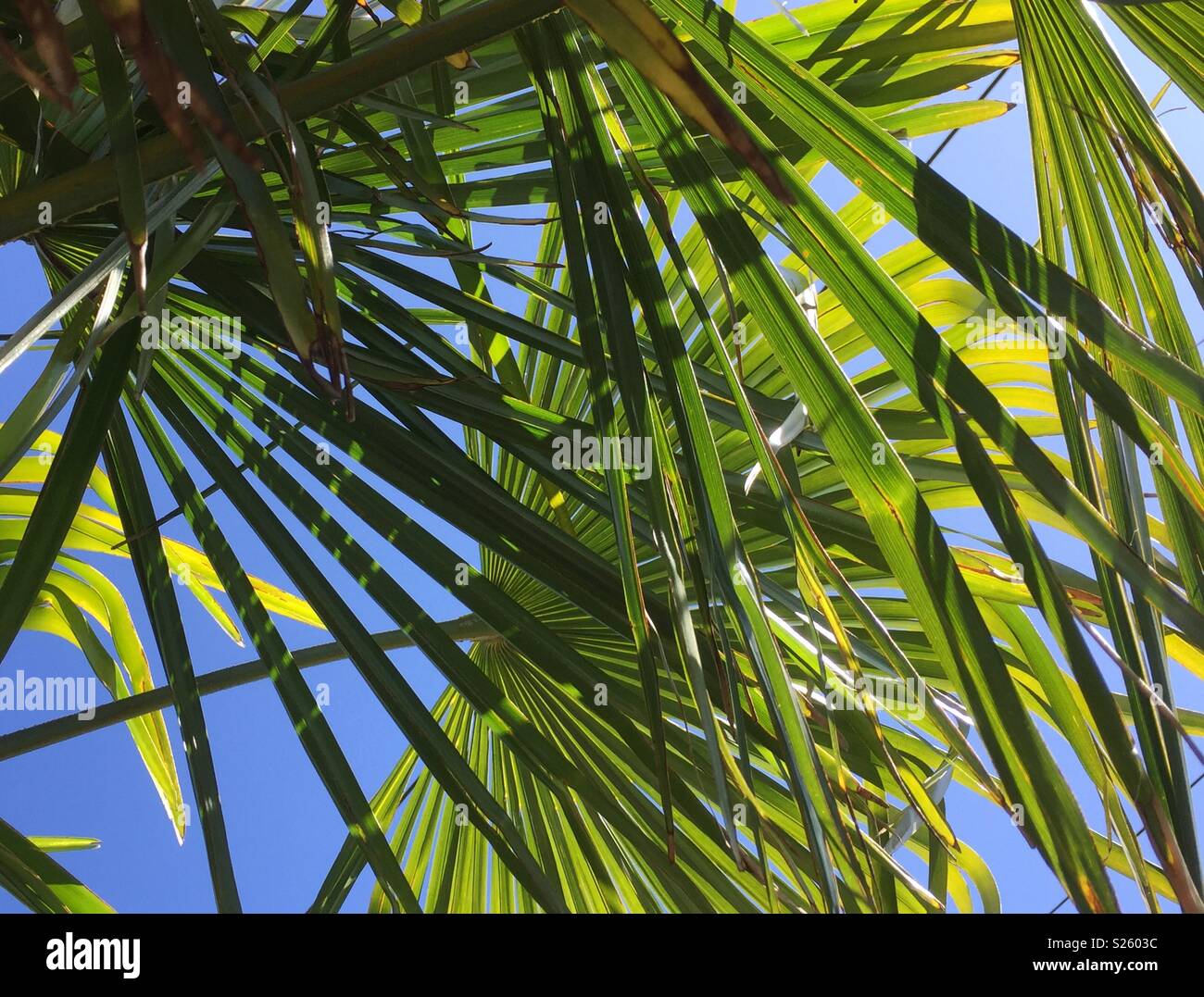 Green palm tree leaves under blue sky Stock Photo
