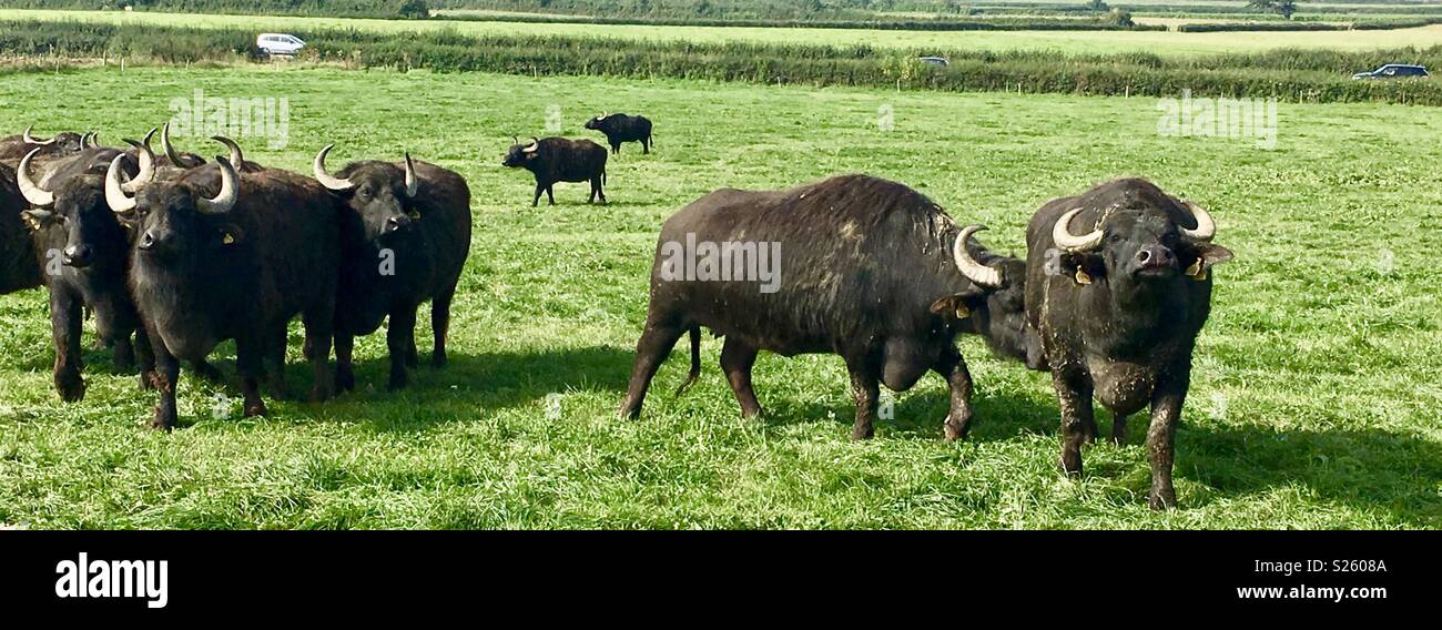 West Country water buffalo Stock Photo