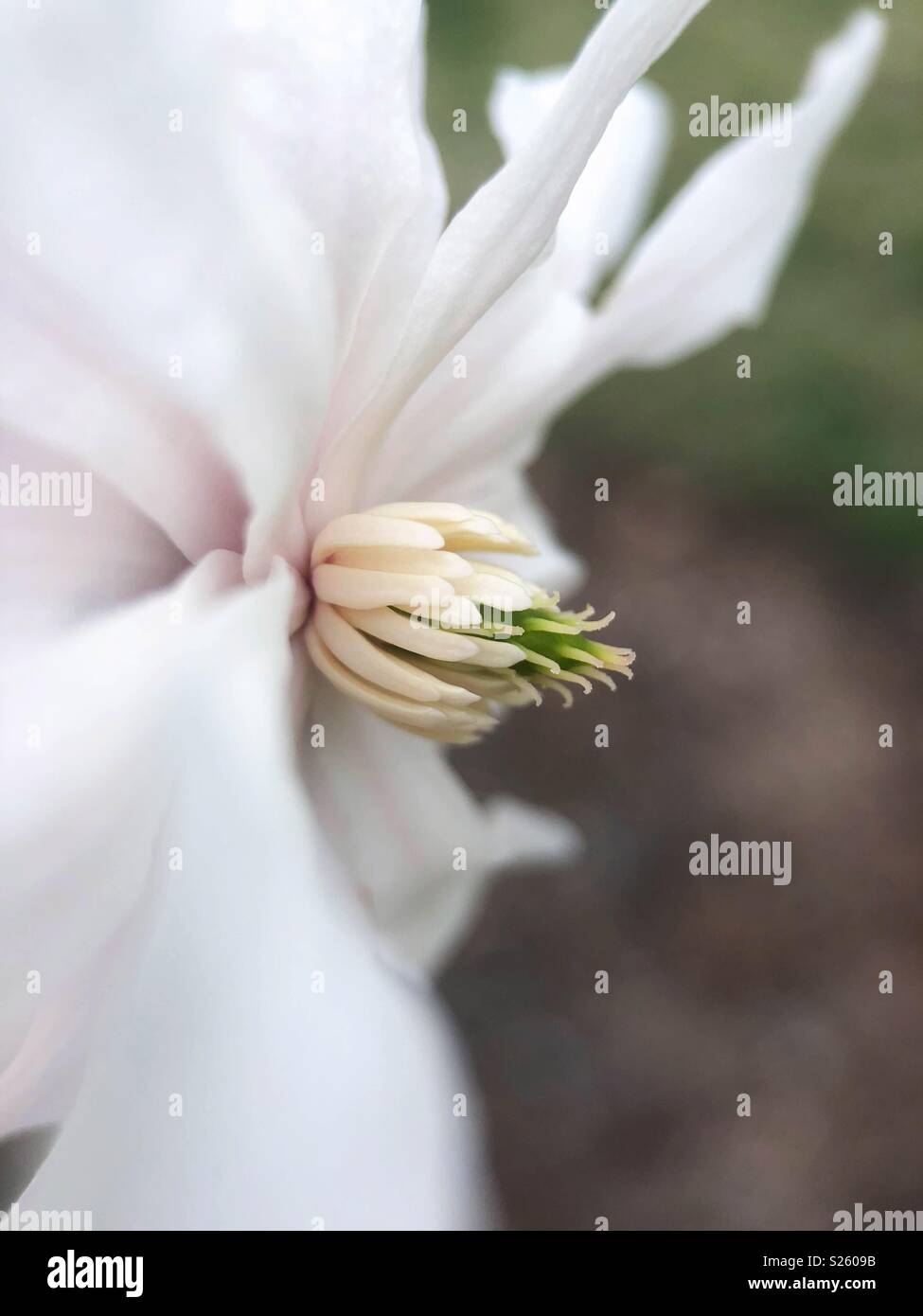 Closeup of Magnolia flower Stock Photo
