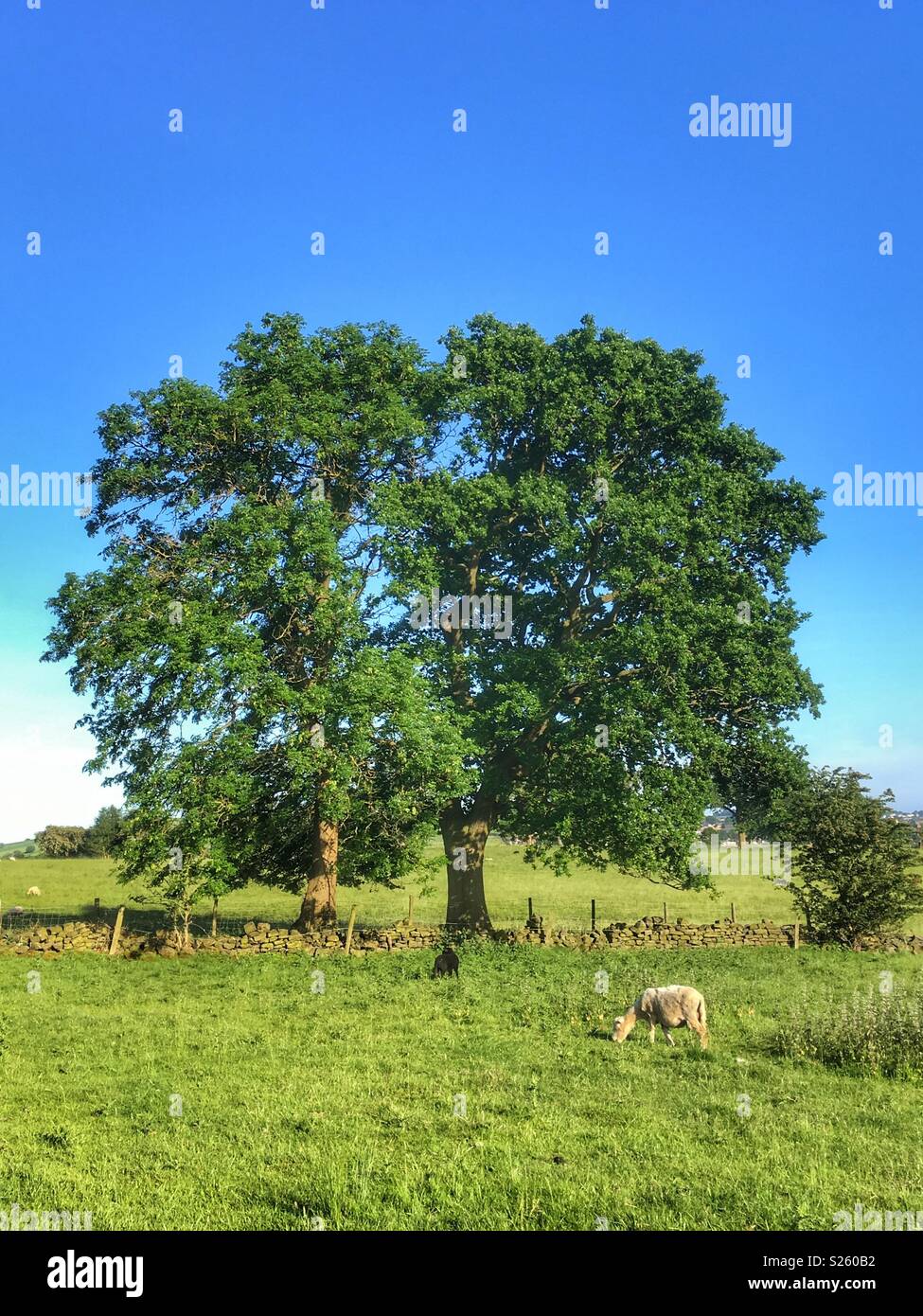 A tree in a field in summer in Guiseley West Yorkshire - Smartphone Captured Stock Image