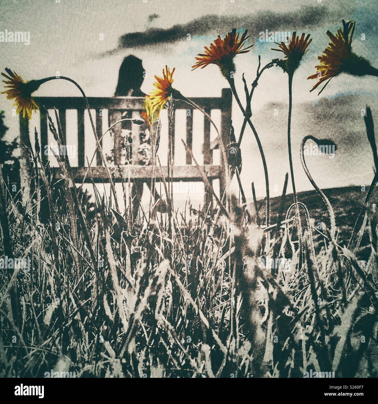 Dandelions and a bench - Smartphone Captured Stock Image