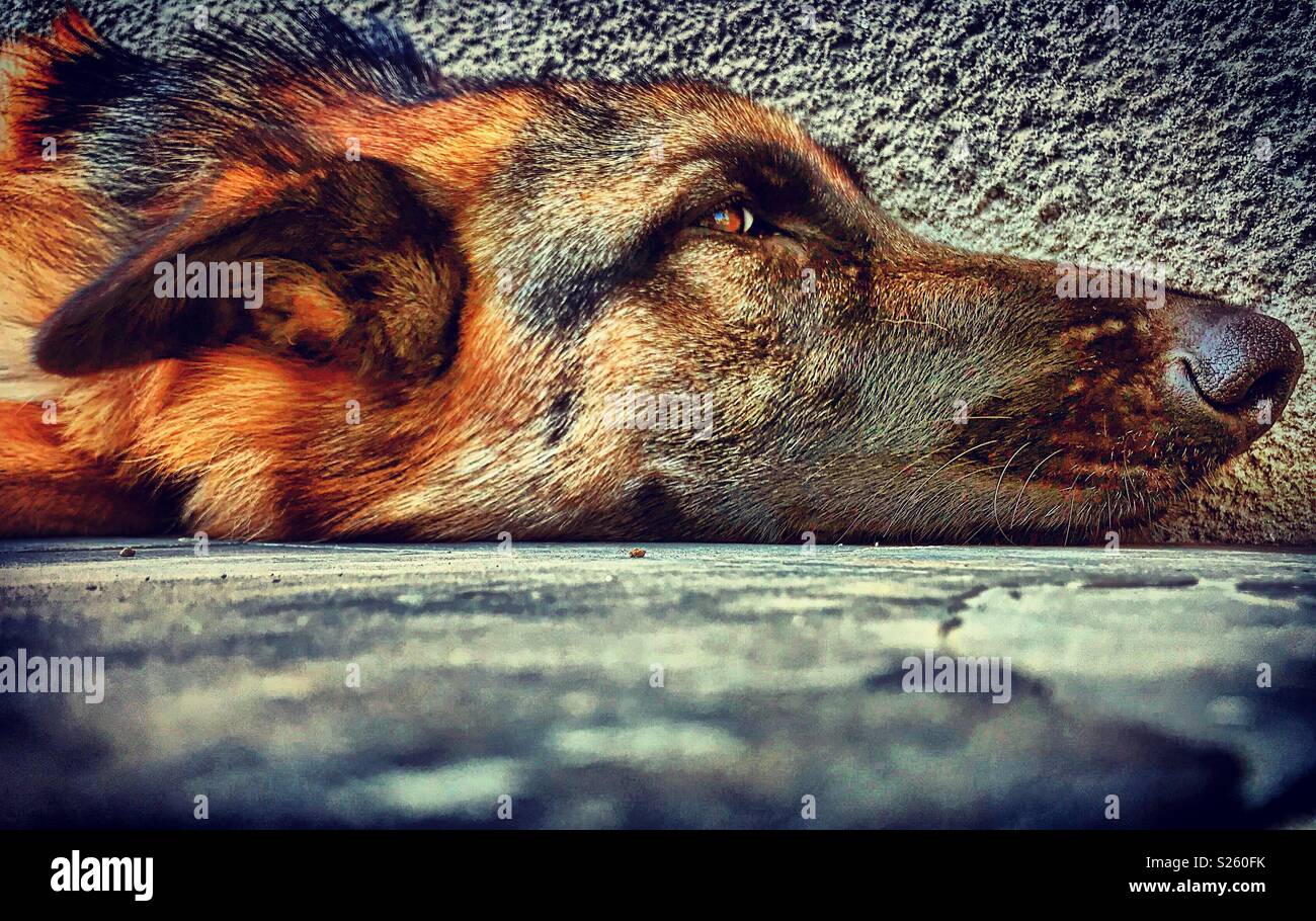 German Shepherd head profile on ground giving a sideways eye, ears down, defined nose Stock Photo