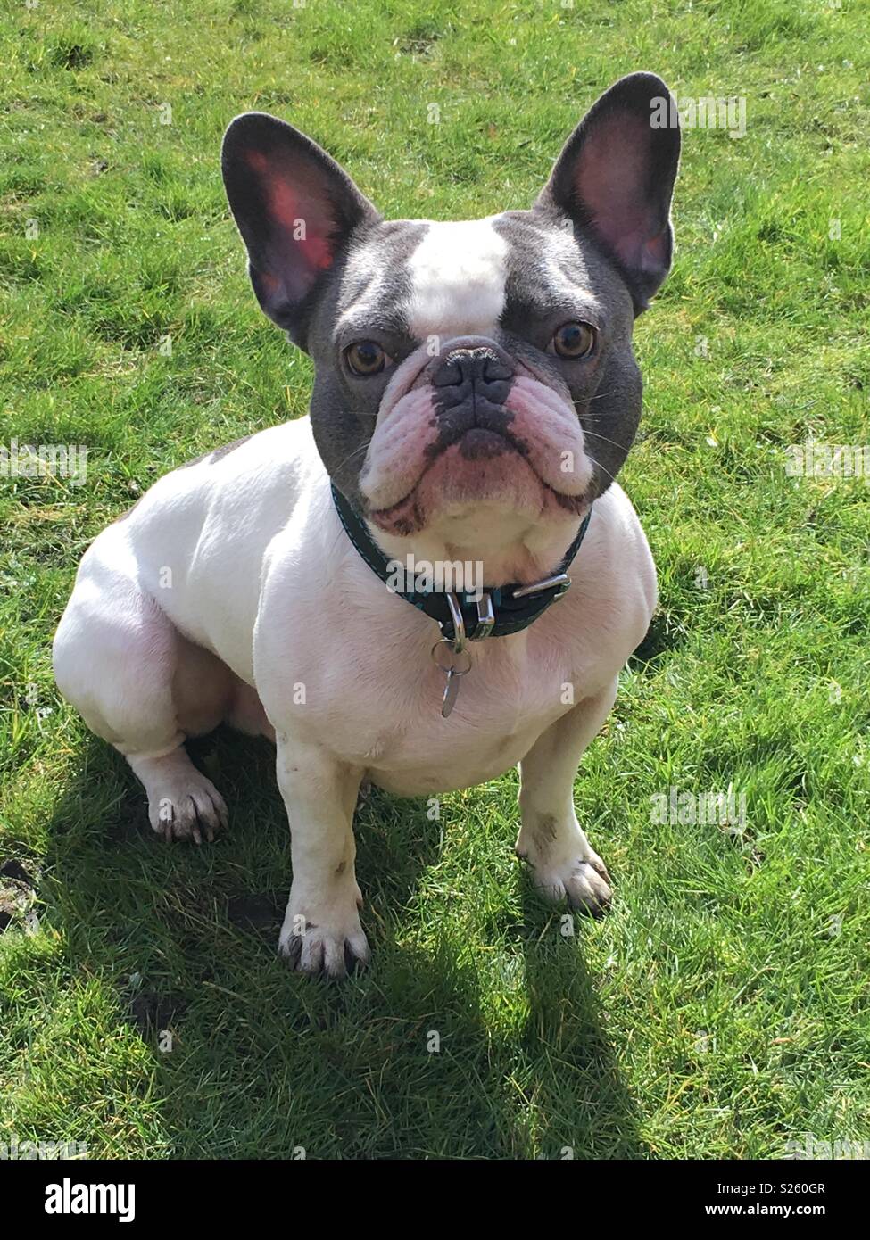 French Bulldog I’m All Ears Stock Photo Alamy