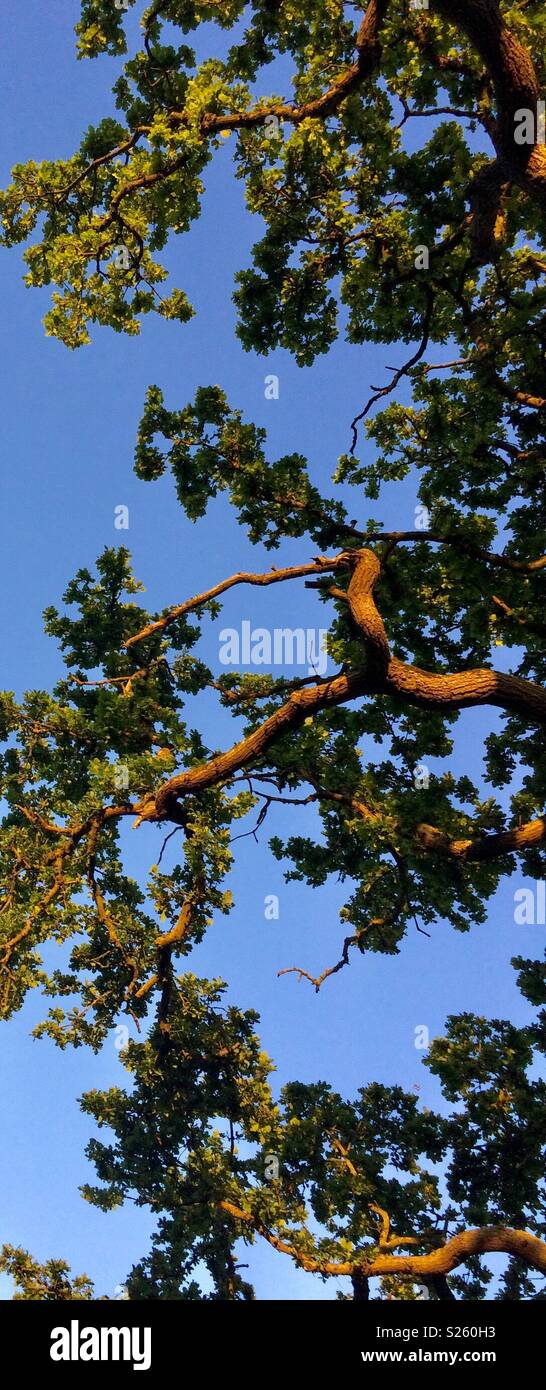 Branches of an Irish Oak in Phoenix Park Dublin Ireland - Smartphone Captured Stock Image