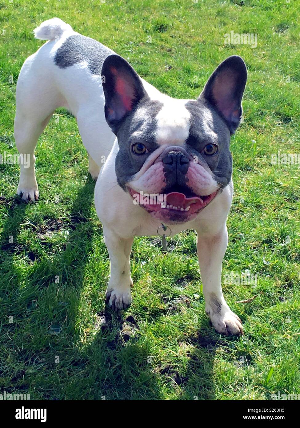 Big Ears Bat High Resolution Stock Photography and Images