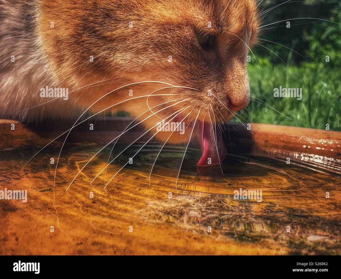 Domestic ginger cat lapping water Stock Photo