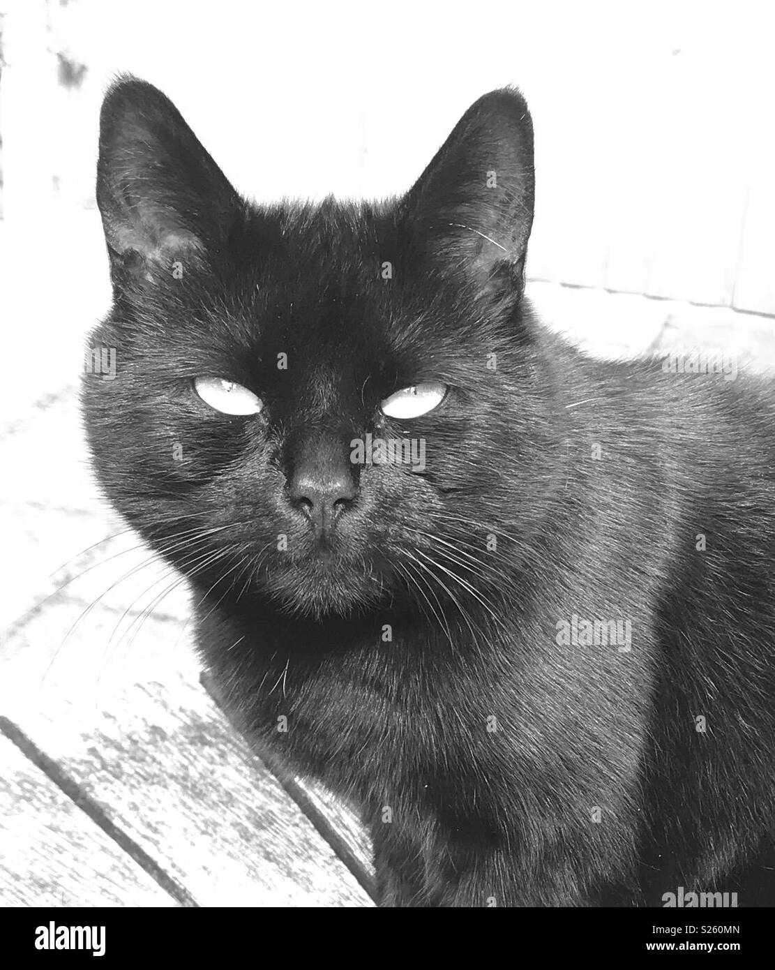 Black cat Black and White Stock Photos & Images - Alamy