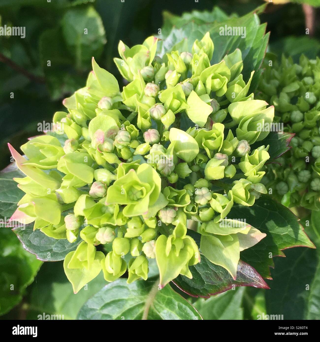 Hydrangea buds hires stock photography and images Alamy