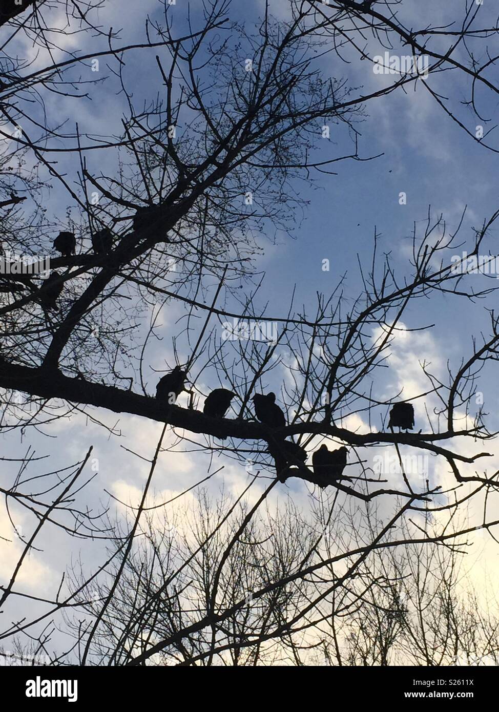 Big Birds in Tree Stock Photo