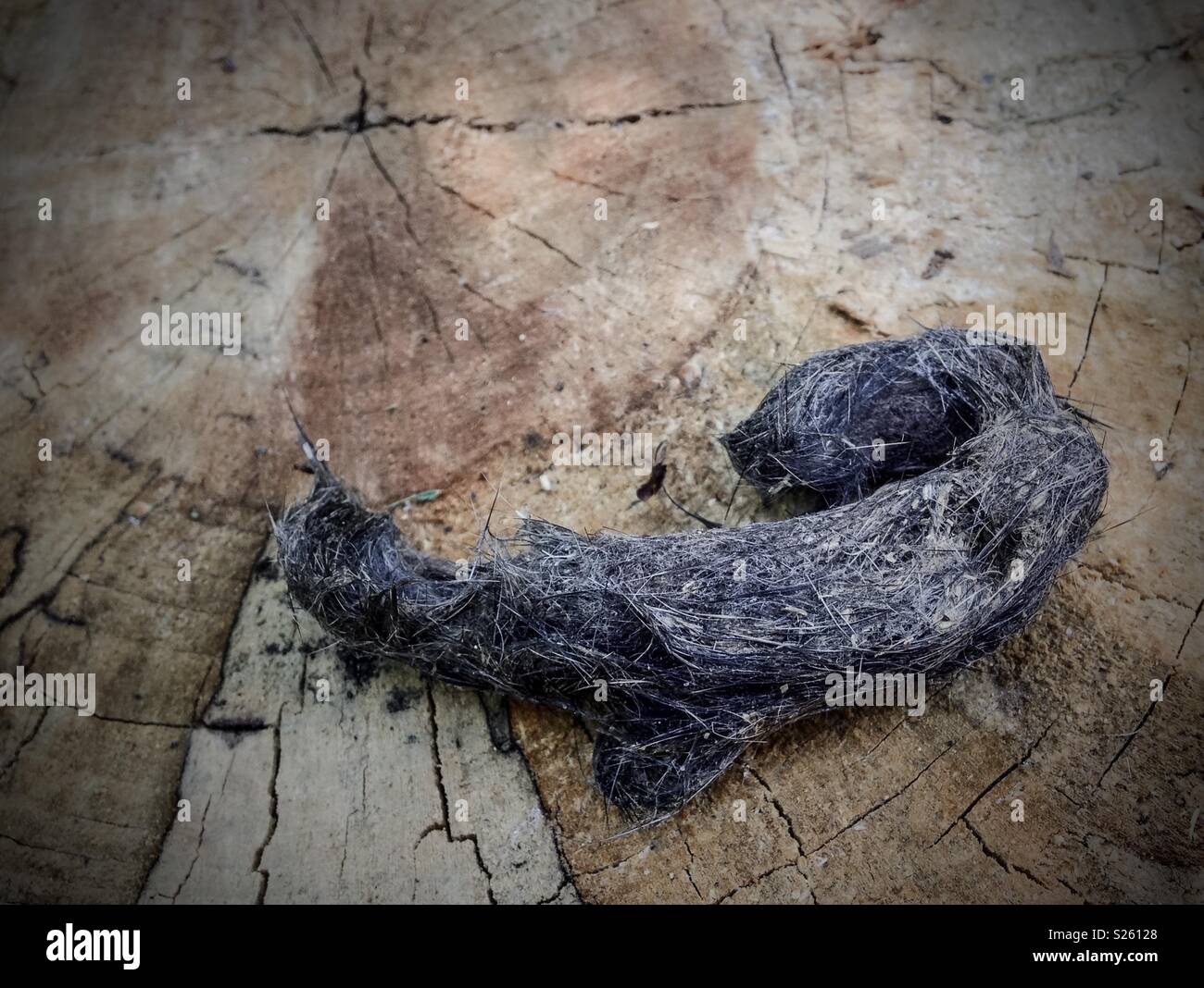 Hairy owl pellet of indigestible animal parts on tree stump - Smartphone Captured Stock Image
