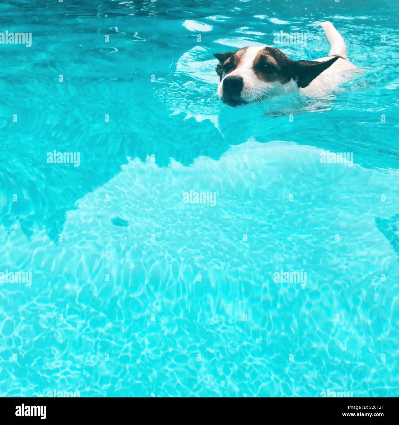 Jack Russell Terrier dog swimming outdoors. Square crop. Room for copy. - Smartphone Captured Stock Image