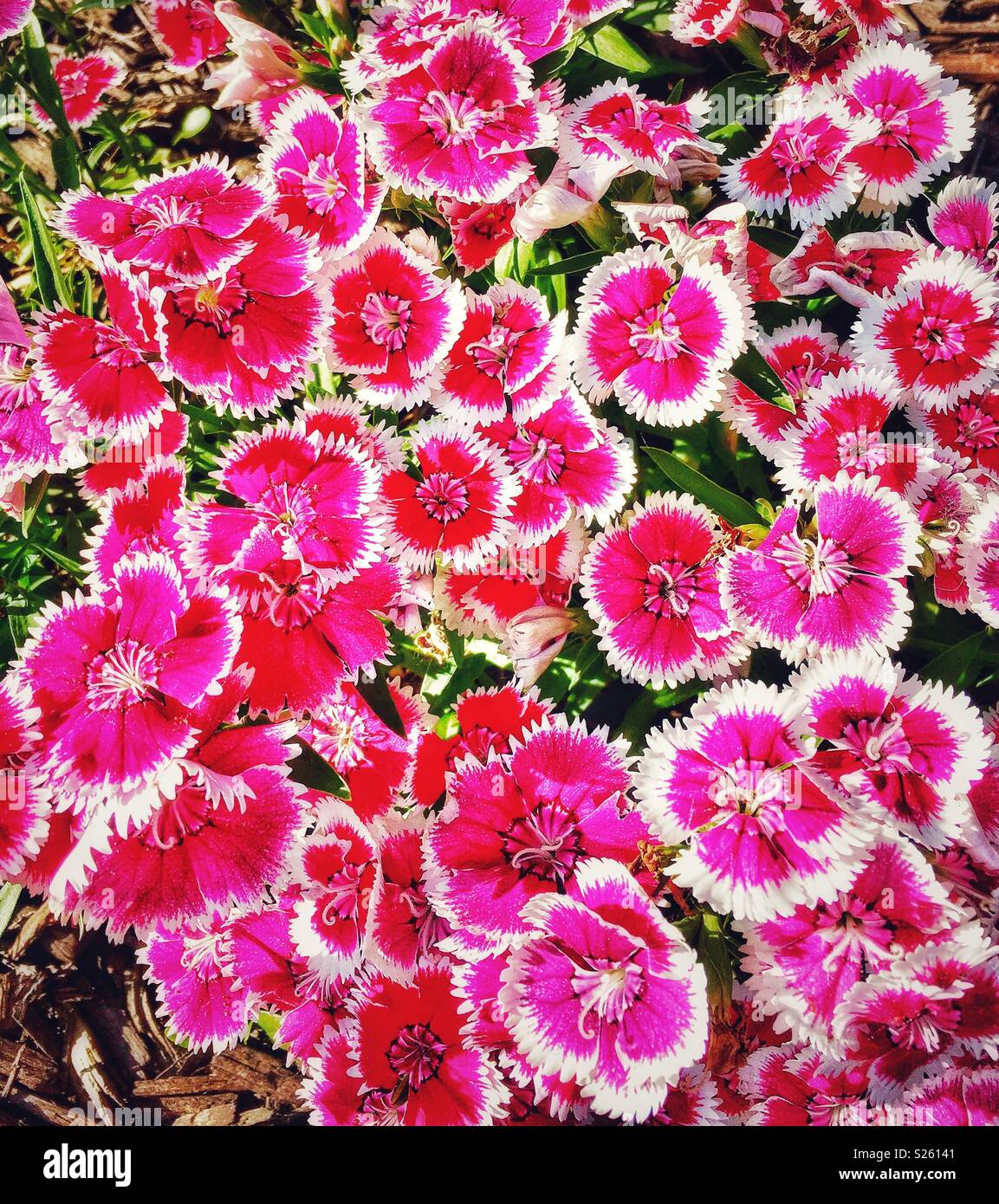 Dianthus pinks flowers Stock Photo