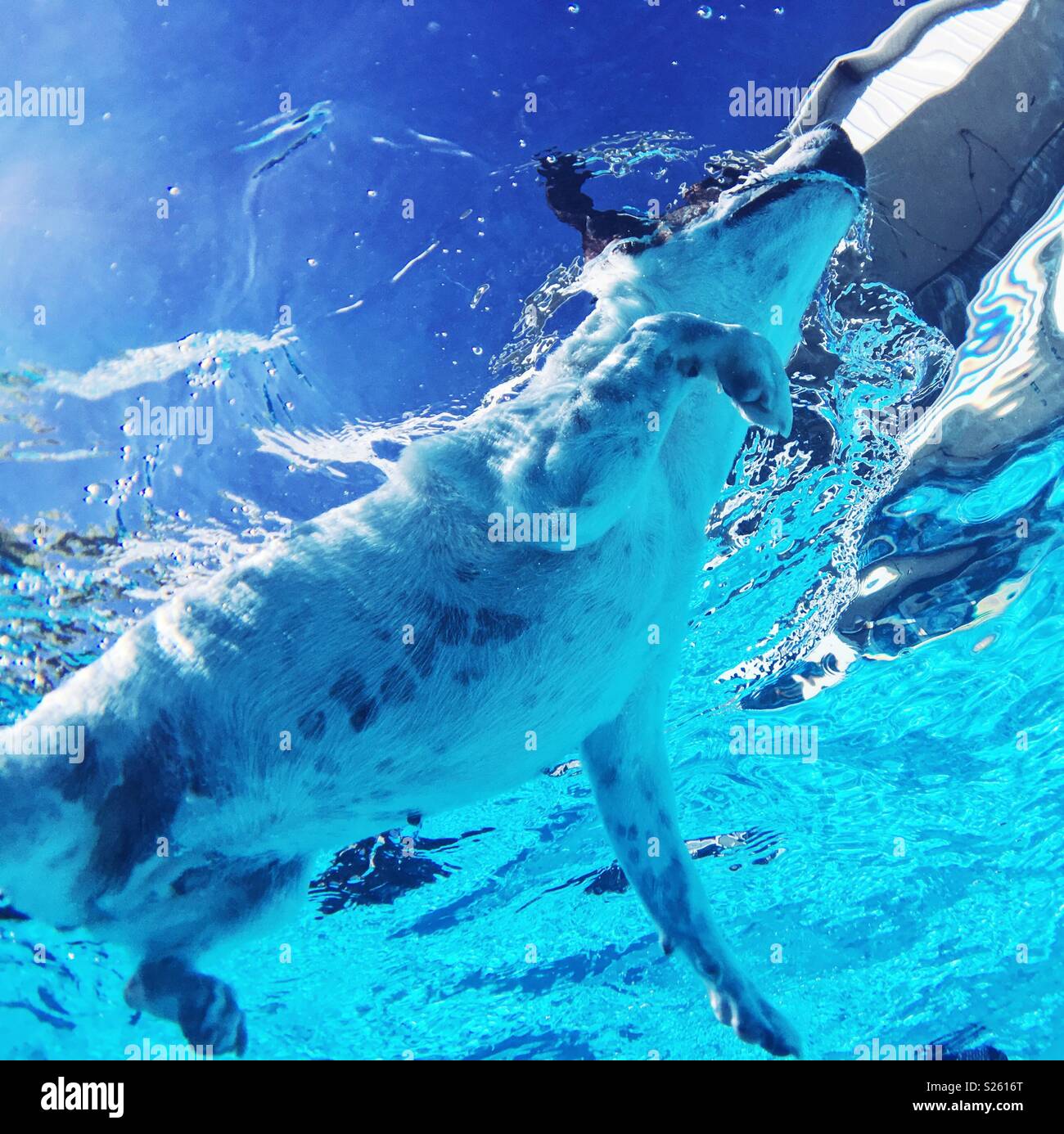 Jack Russell Terrier dog swimming in an outdoor swimming pool photographed underwater from below. Square crop. - Smartphone Captured Stock Image