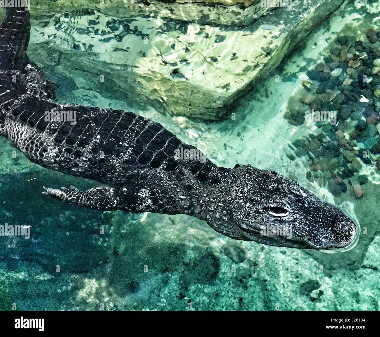 Chinese alligator swimming in pool Stock Photo