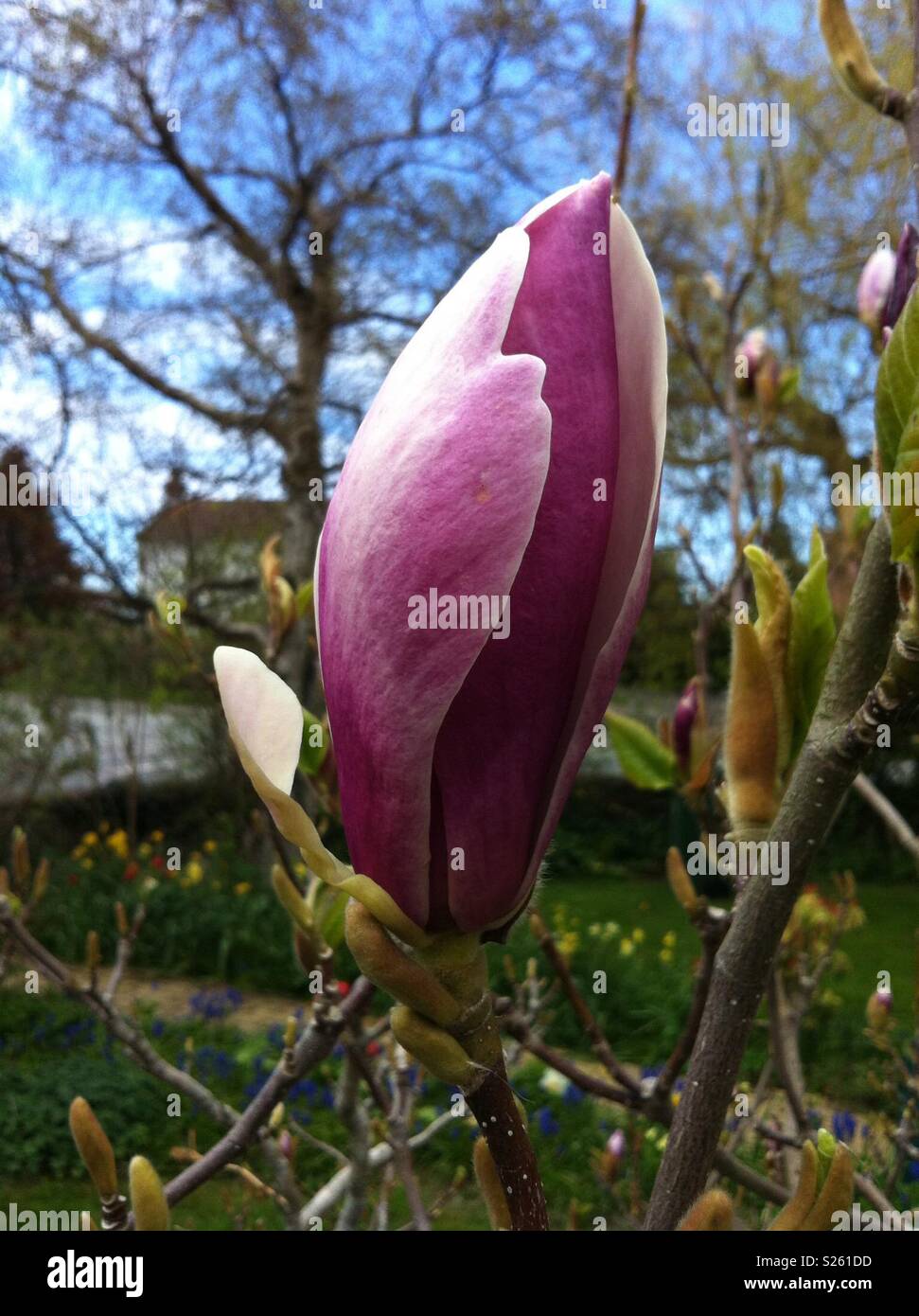 Magnolia flower bud hi-res stock photography and images - Alamy