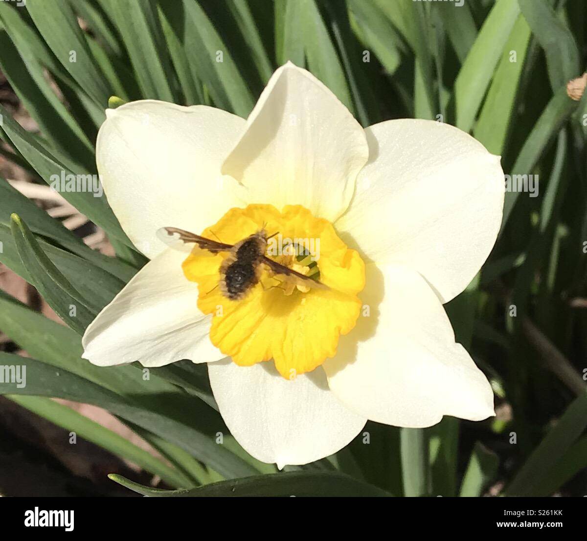 Bee flower daffodil hires stock photography and images Alamy