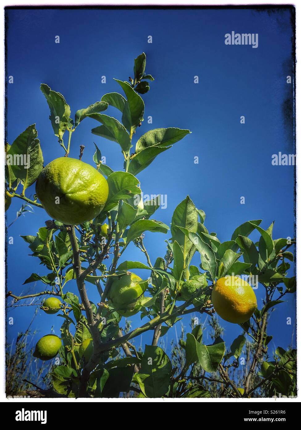 Oranges ripening on tree. Stock Photo
