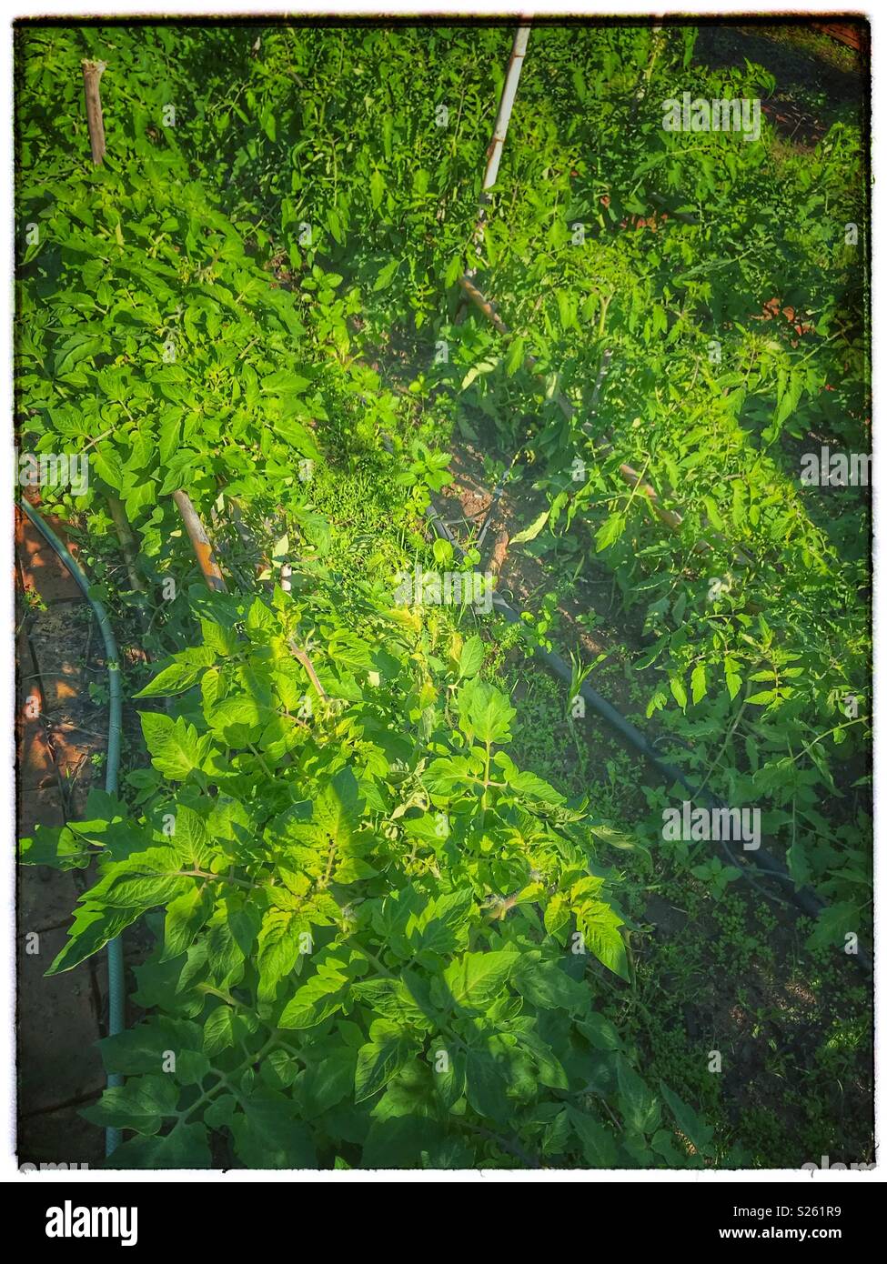 Vegetable garden. - Smartphone Captured Stock Image