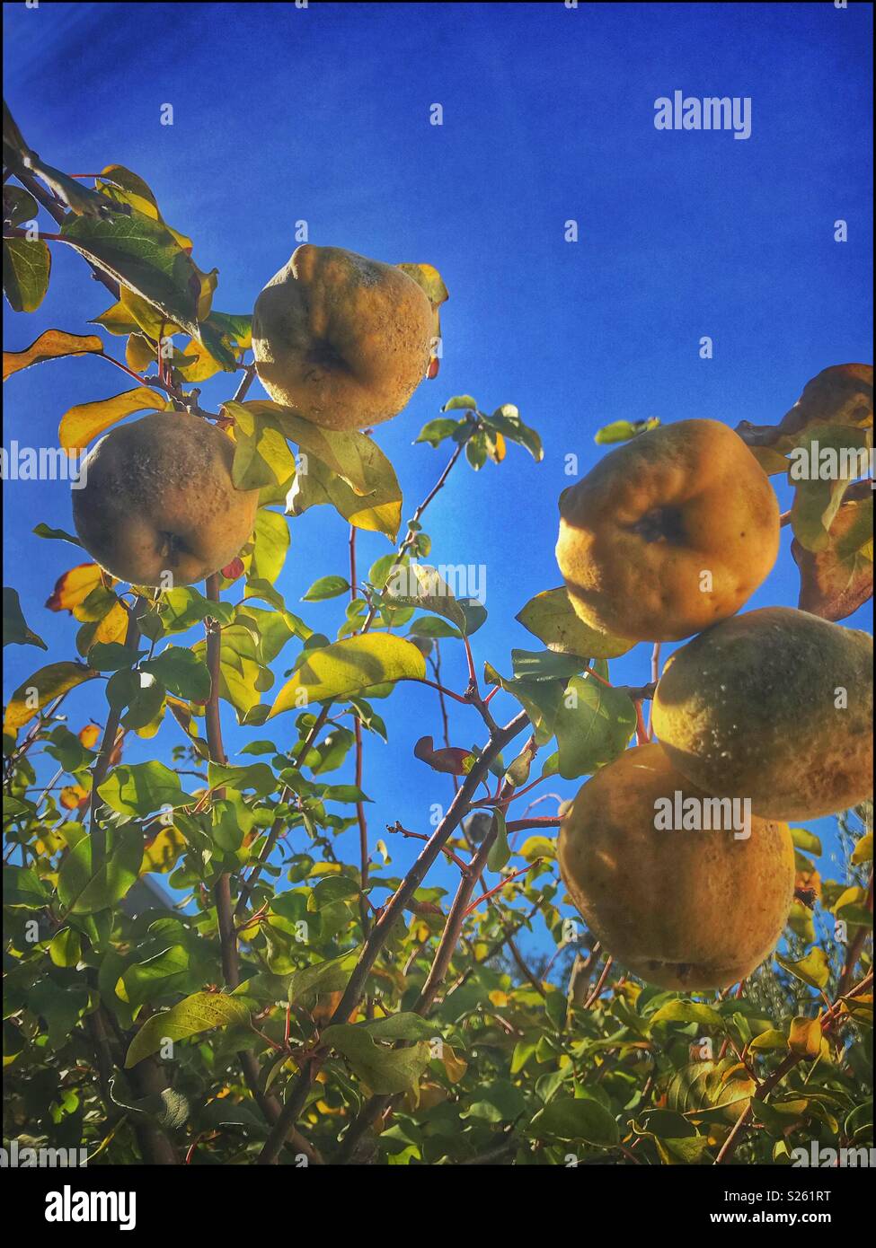 Quince tree with fruit ripening. - Smartphone Captured Stock Image