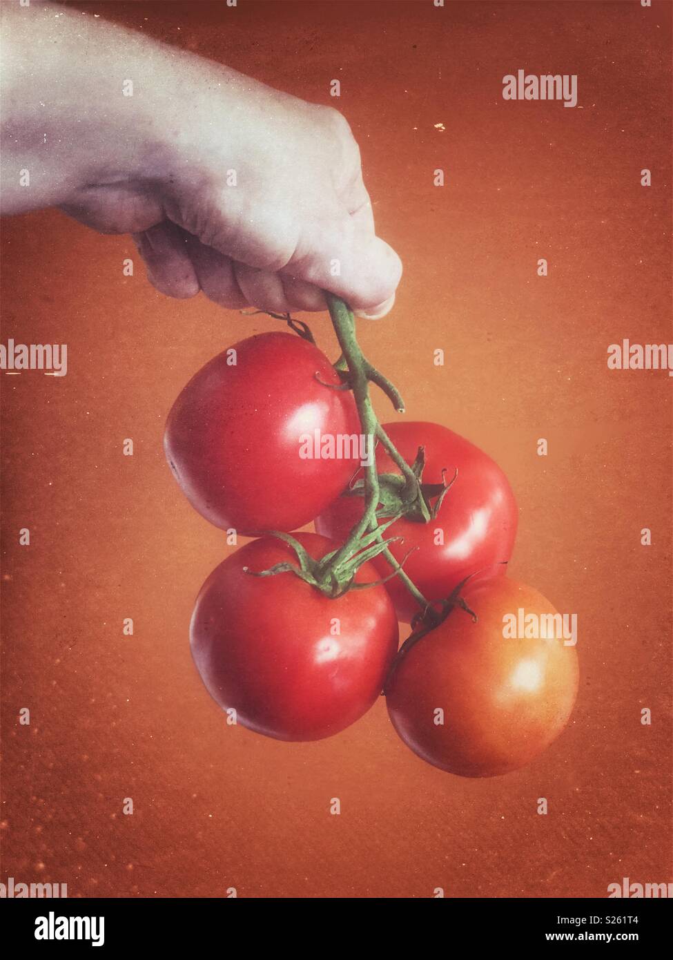Adult hand holding four tomatoes on the vine - Smartphone Captured Stock Image