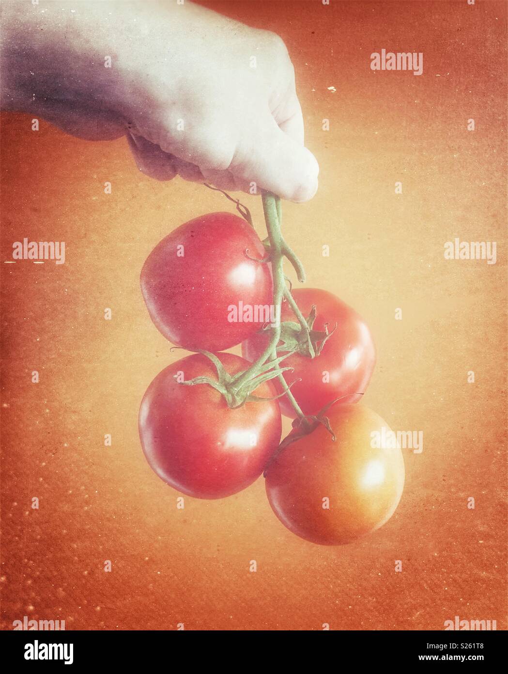 Adult hand holding bunch of ripe red tomatoes on the vine - Smartphone Captured Stock Image