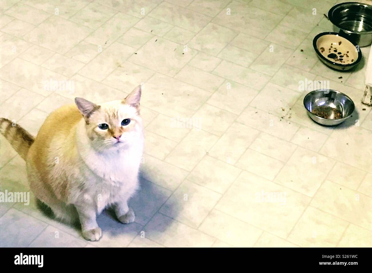 Cat Wants Food Stock Photo Alamy