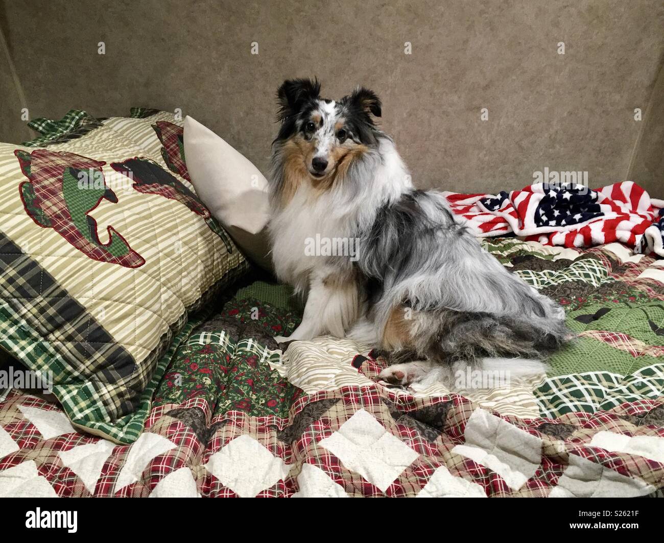 Blue Merle Sheltie (Shetland Sheepdog) takes over the bed in the