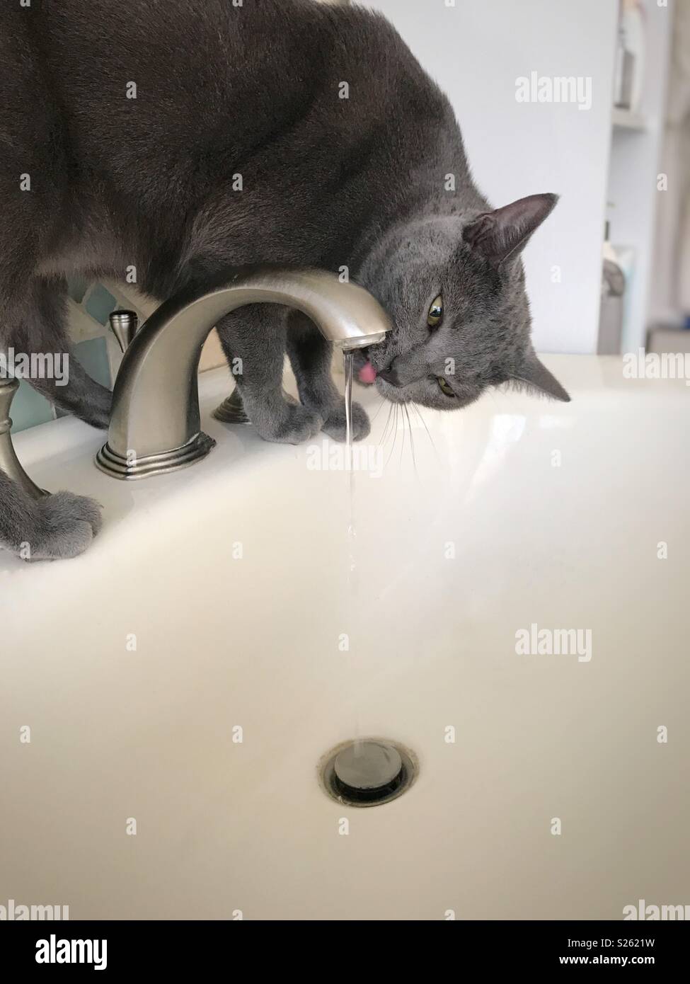 Cat drinking from sink Stock Photo Alamy