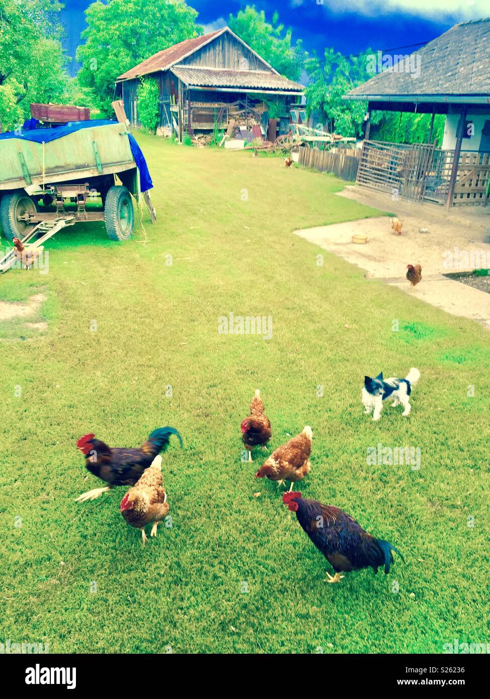 Dog herding chickens Stock Photo