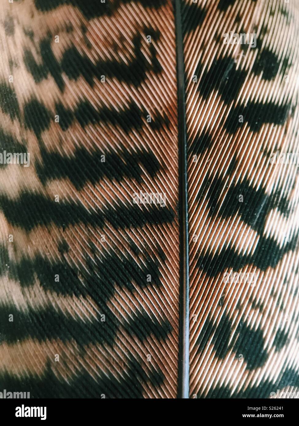 Macro of a feather from a female pheasant. - Smartphone Captured Stock Image