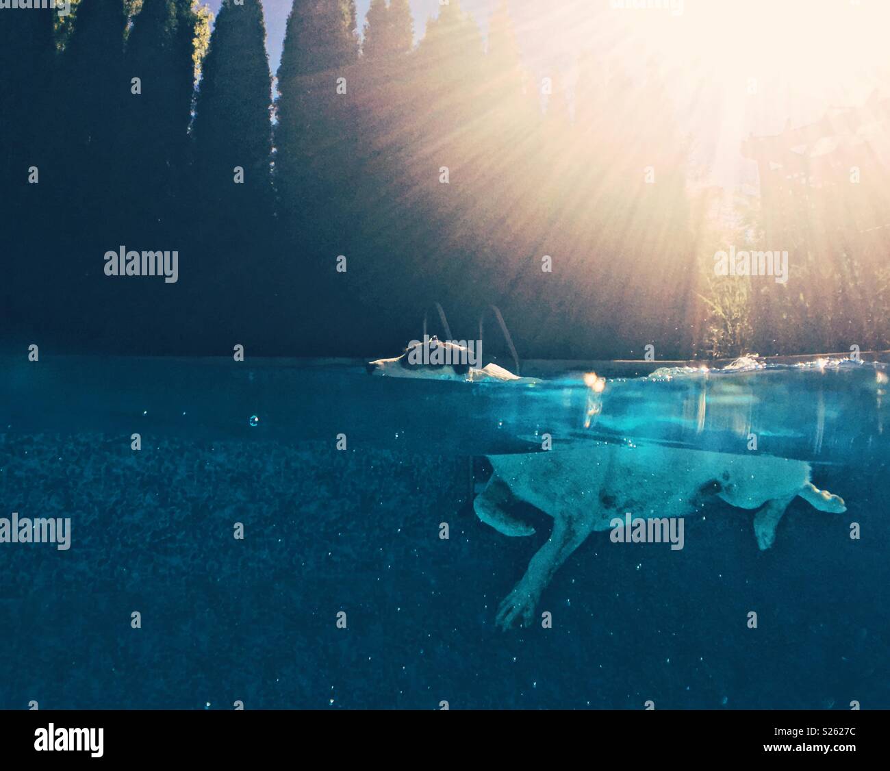 Split shot of over and under water of Jack Russell Terrier dog swimming in an outdoor swimming pool on a sunny day. - Smartphone Captured Stock Image