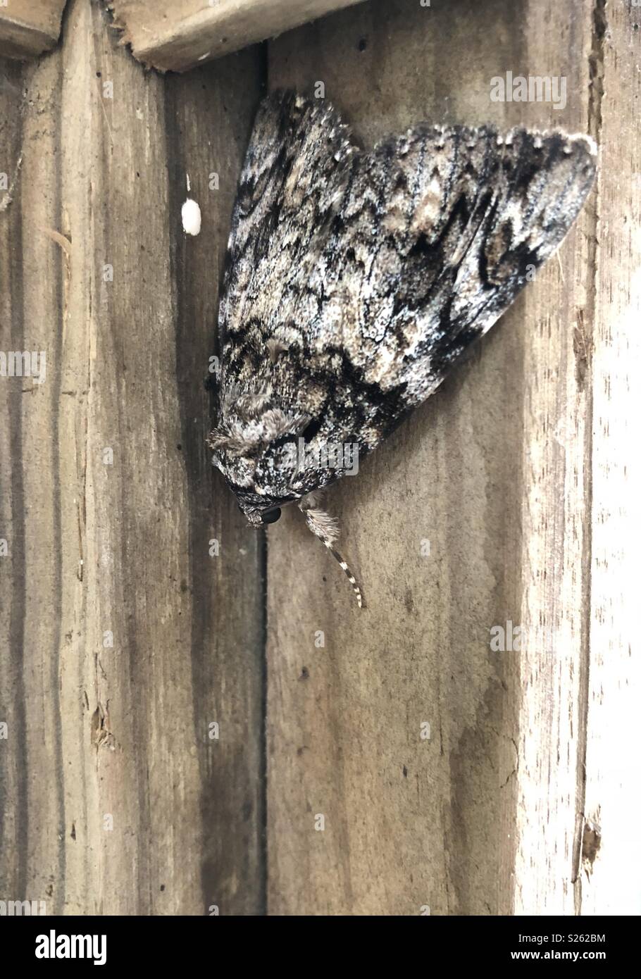 A resting Underwing Moth, midday Stock Photo