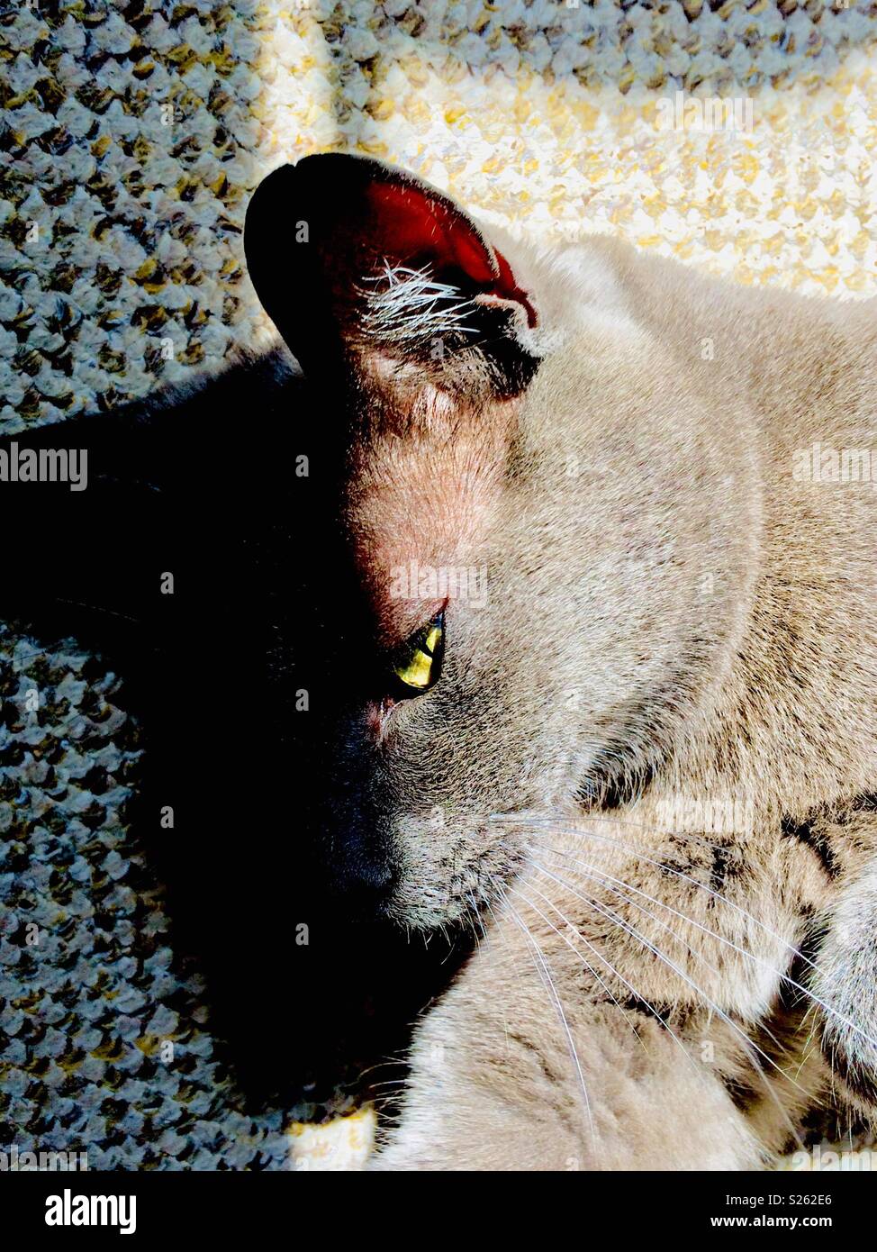 Cute cat lazing in the sun indoors - Smartphone Captured Stock Image