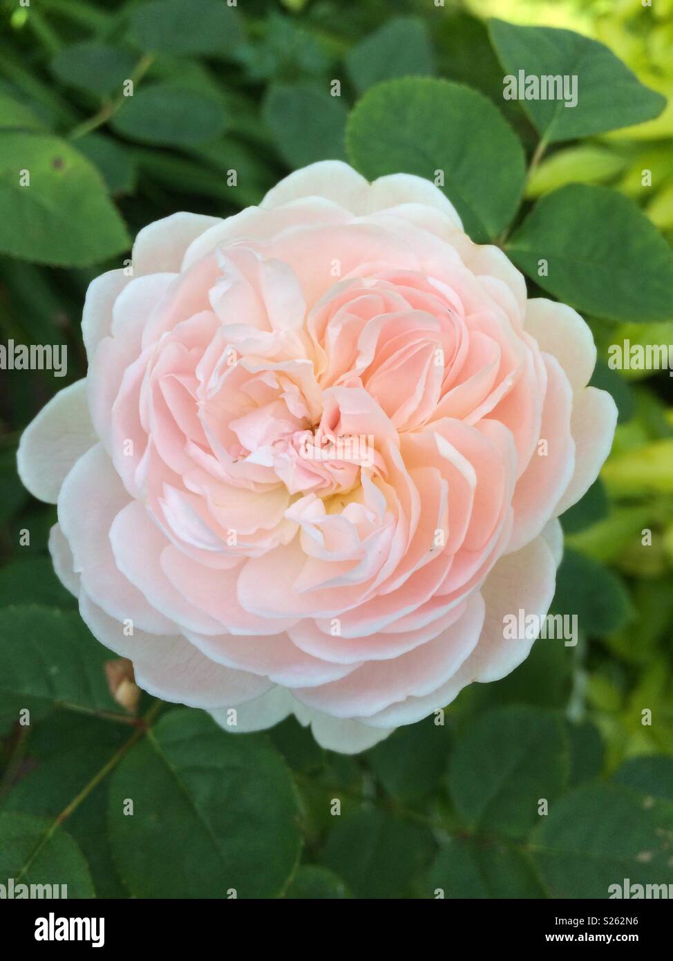 Pink rose, Queen of Sweden Stock Photo