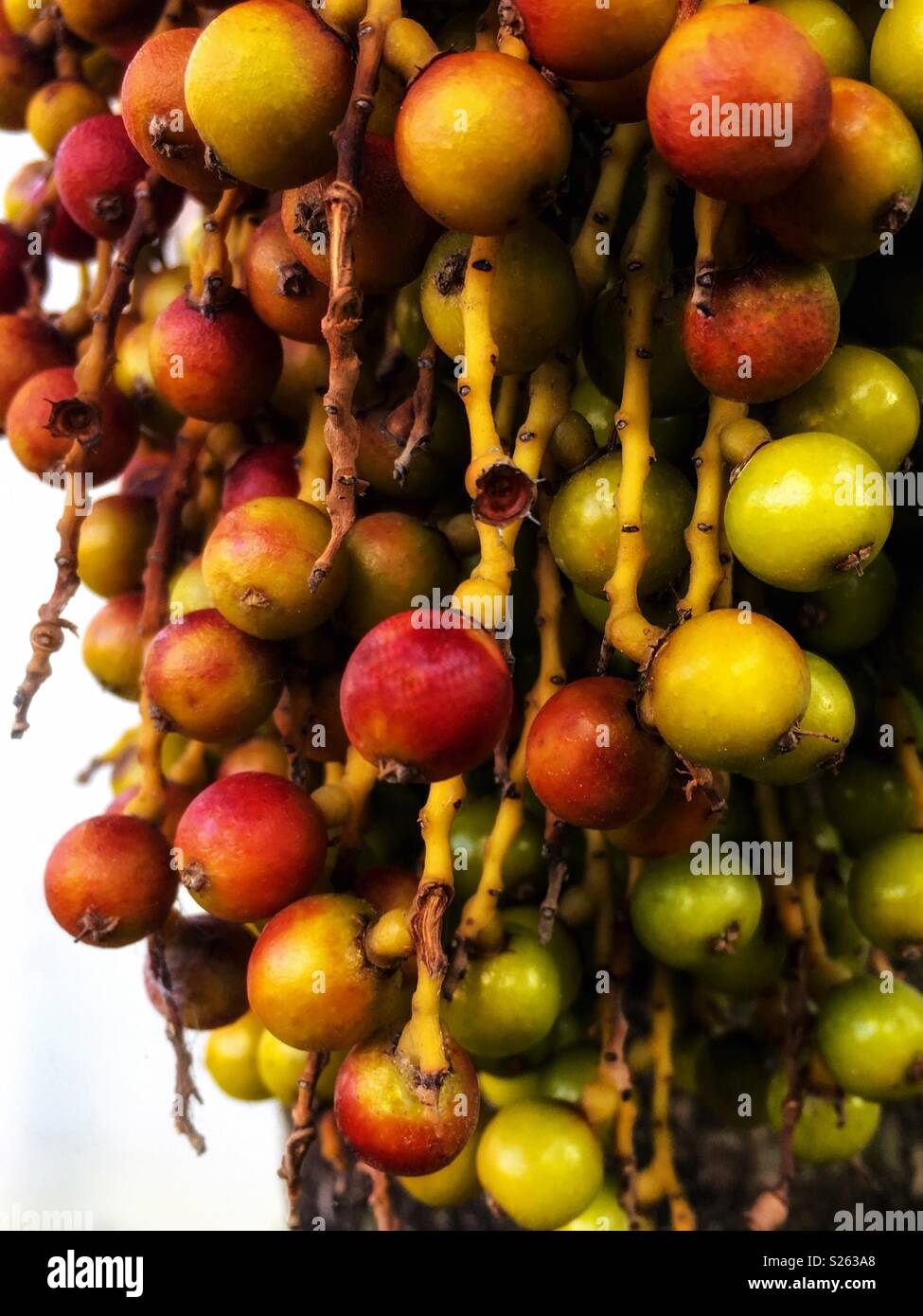Christmas Palm Fruit