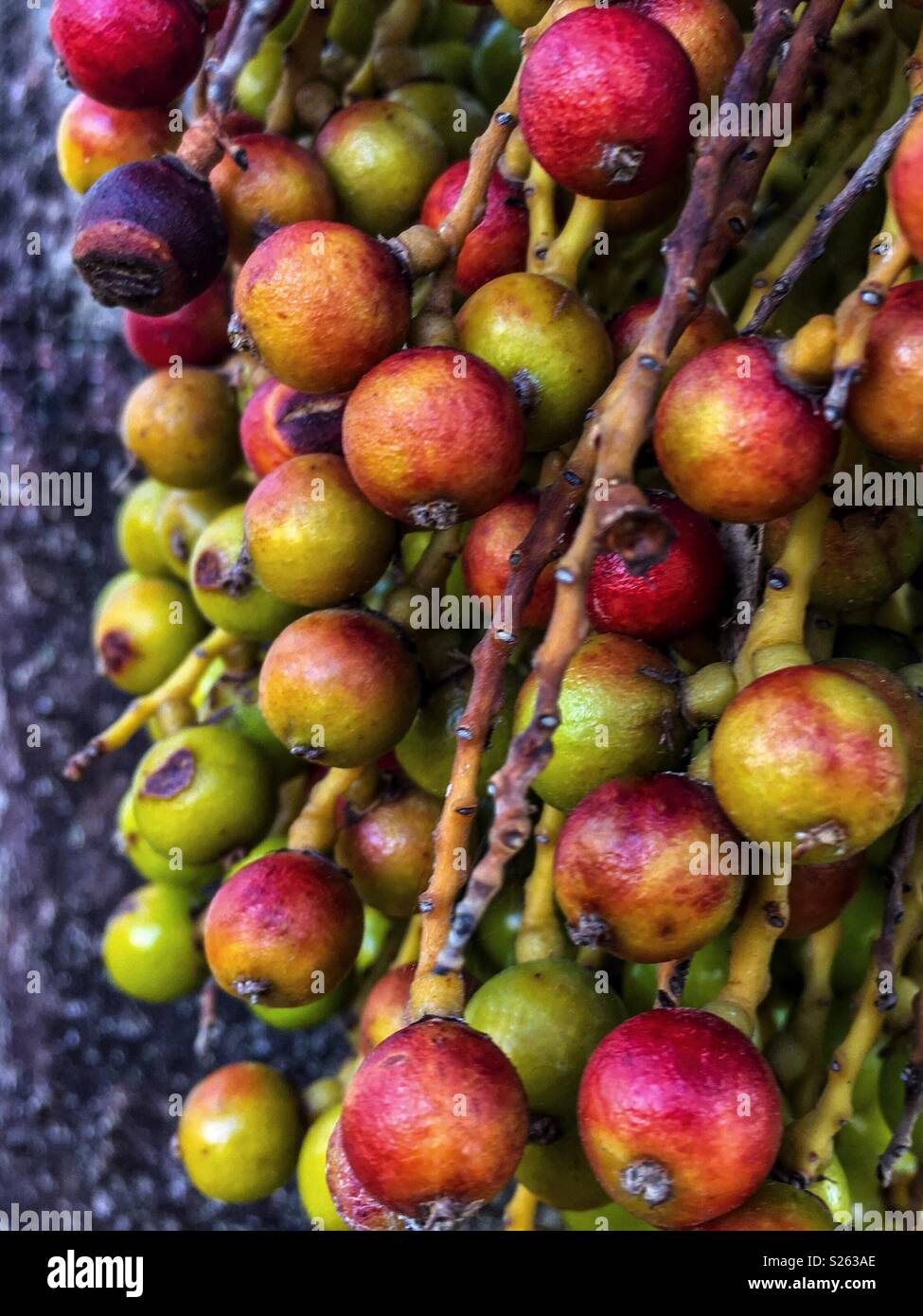 Manila Palm High Resolution Stock Photography and Images - Alamy