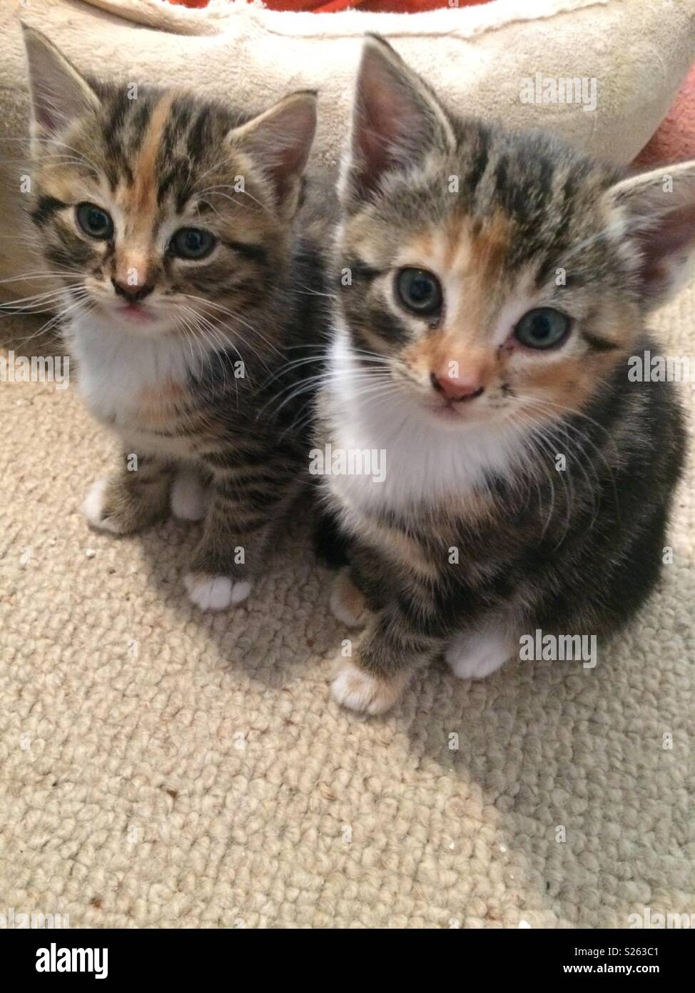 newborn calico kittens