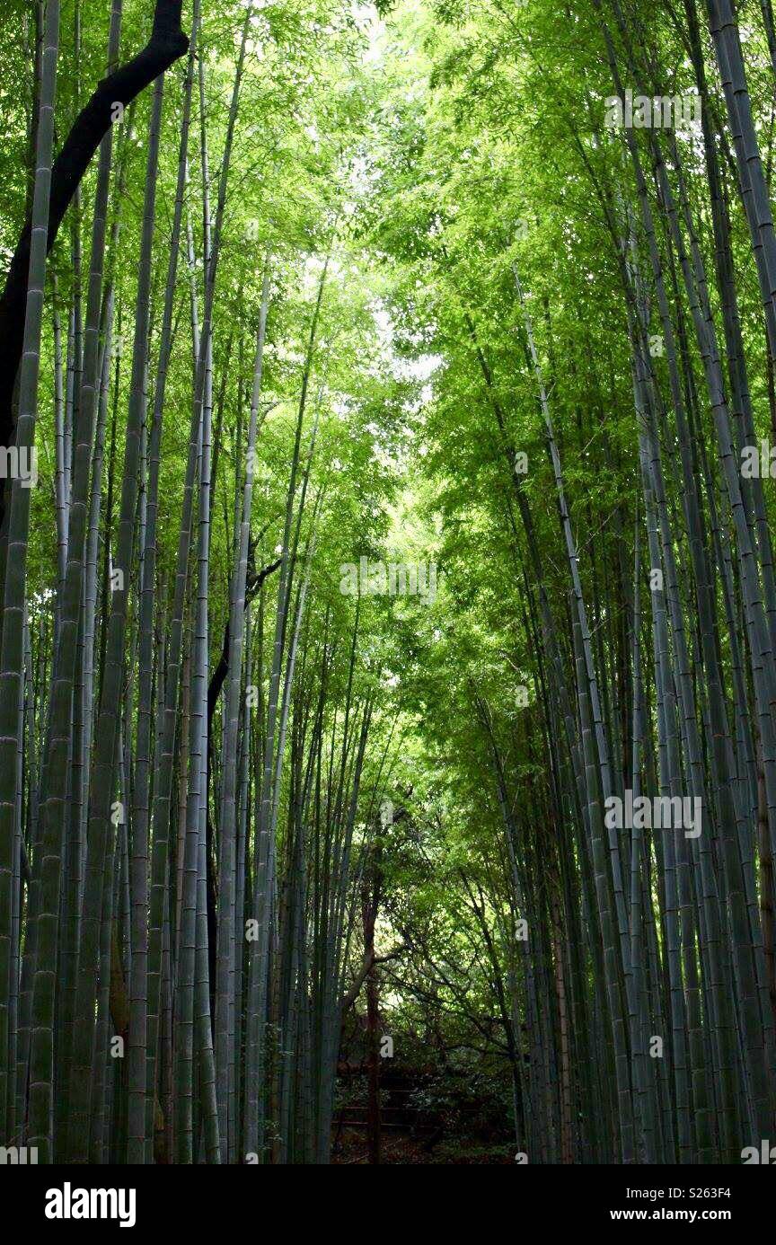 Japan forest - Smartphone Captured Stock Image