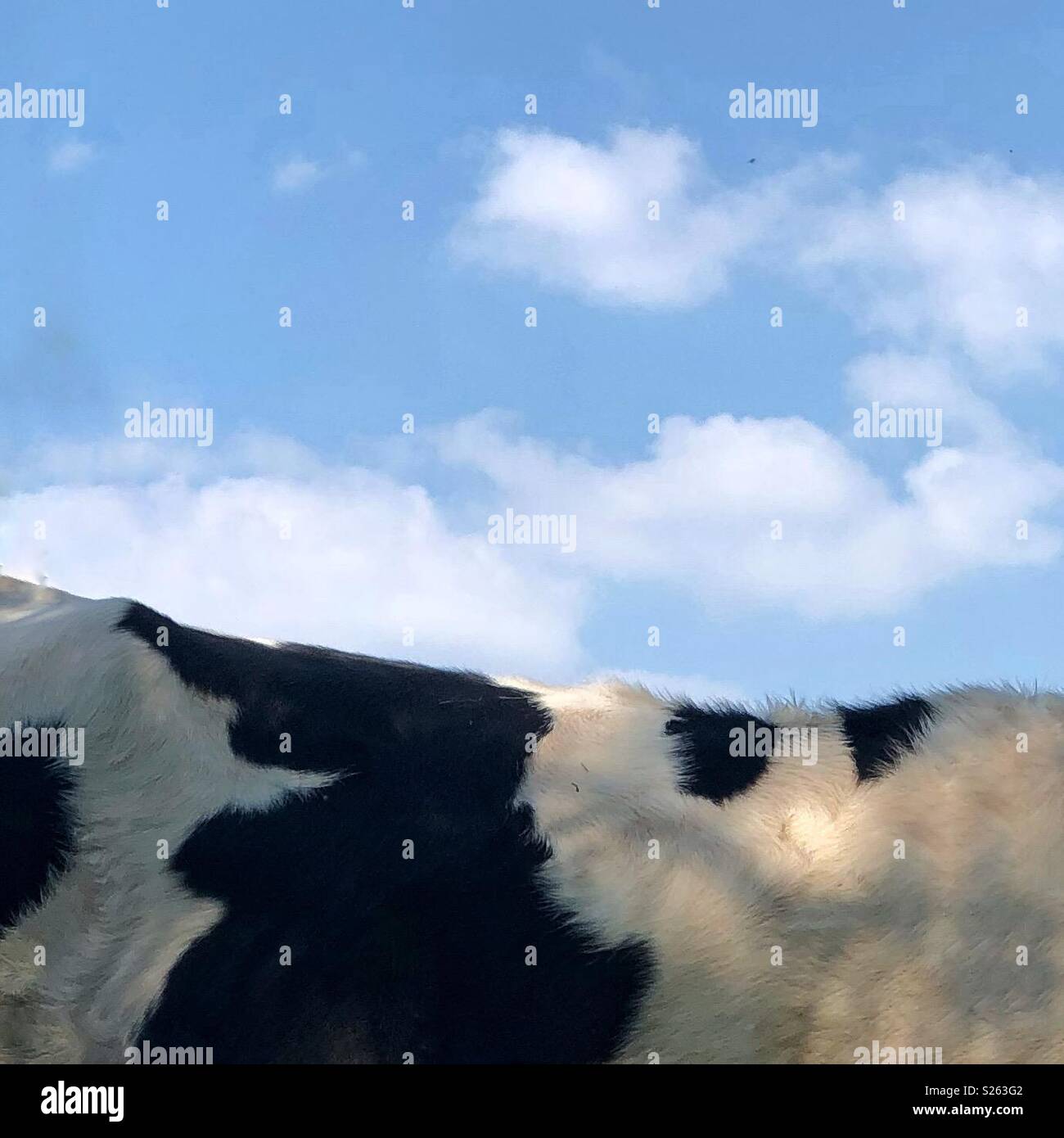 Cow - Smartphone Captured Stock Image