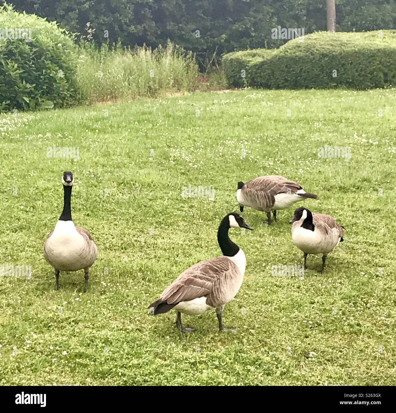 Geese in the morning - Smartphone Captured Stock Image