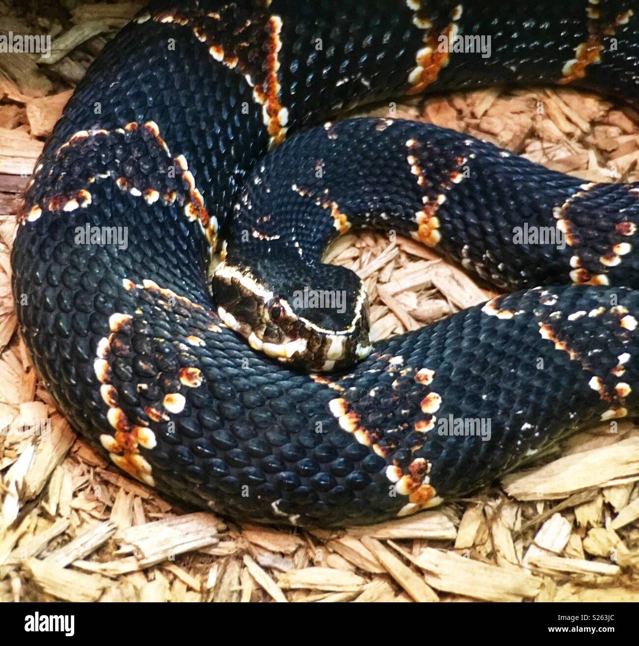Taylor’s Cantil pit viper Agkistrodon bilineatus on wood chip - Smartphone Captured Stock Image