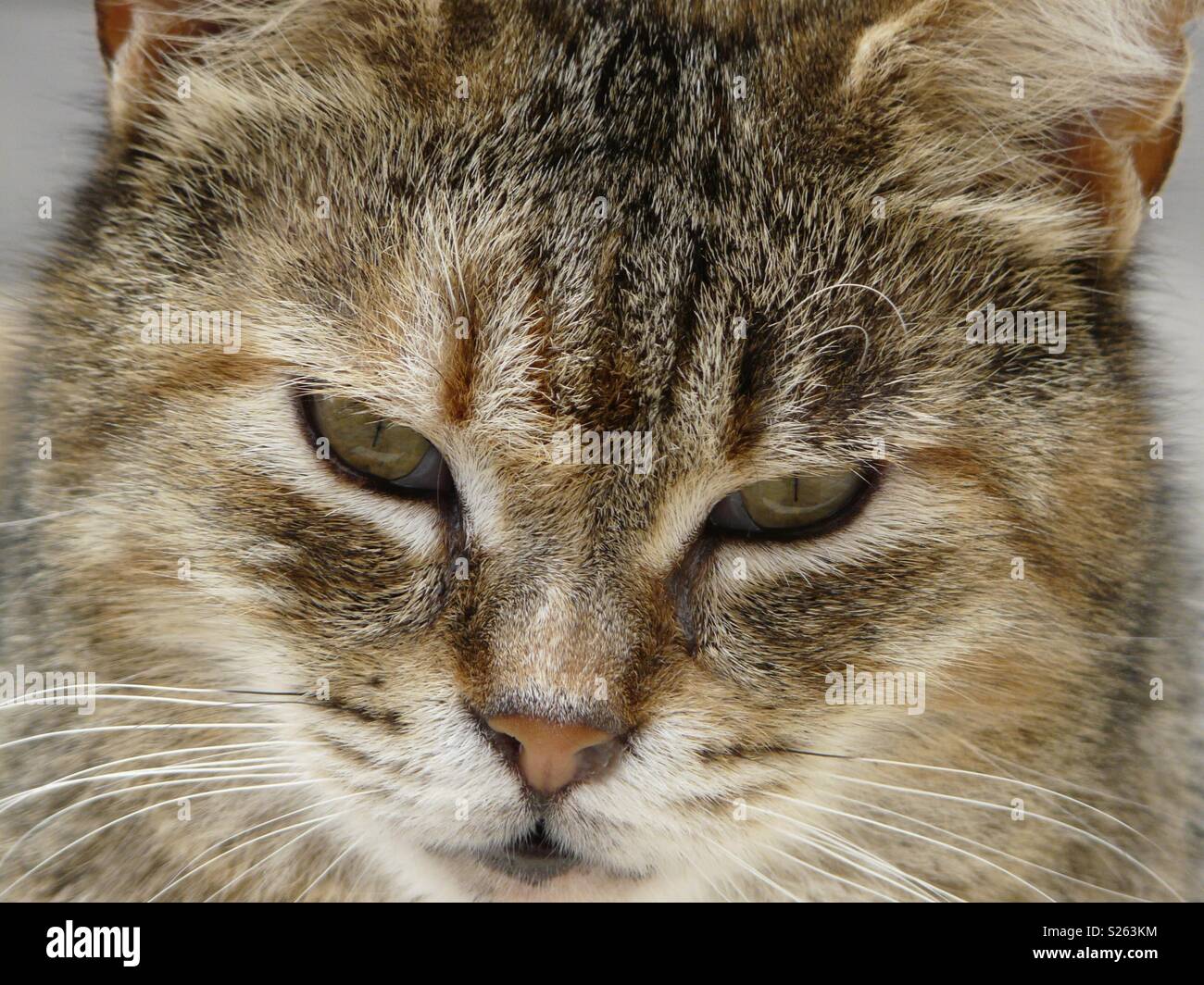 Cat face close up Stock Photo