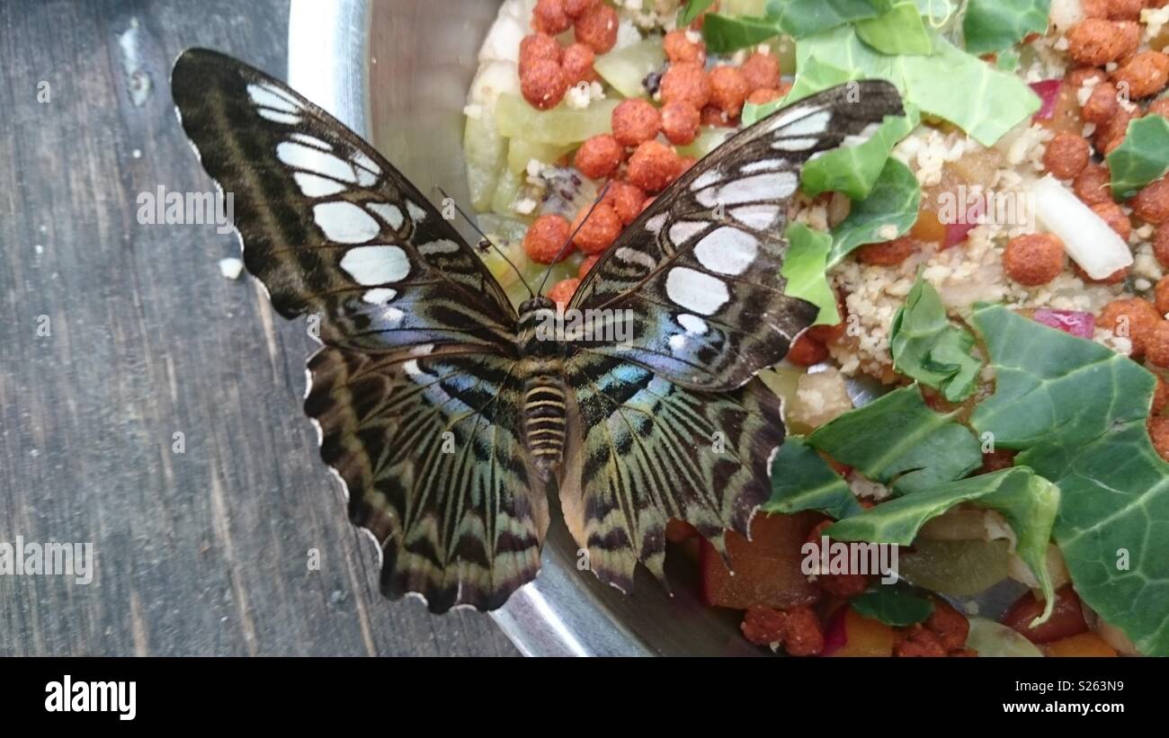 Tropical Wings Zoo High Resolution Stock Photography And Images Alamy tropical-wings-zoo-high-resolution-stock-photography-and-images-alamy