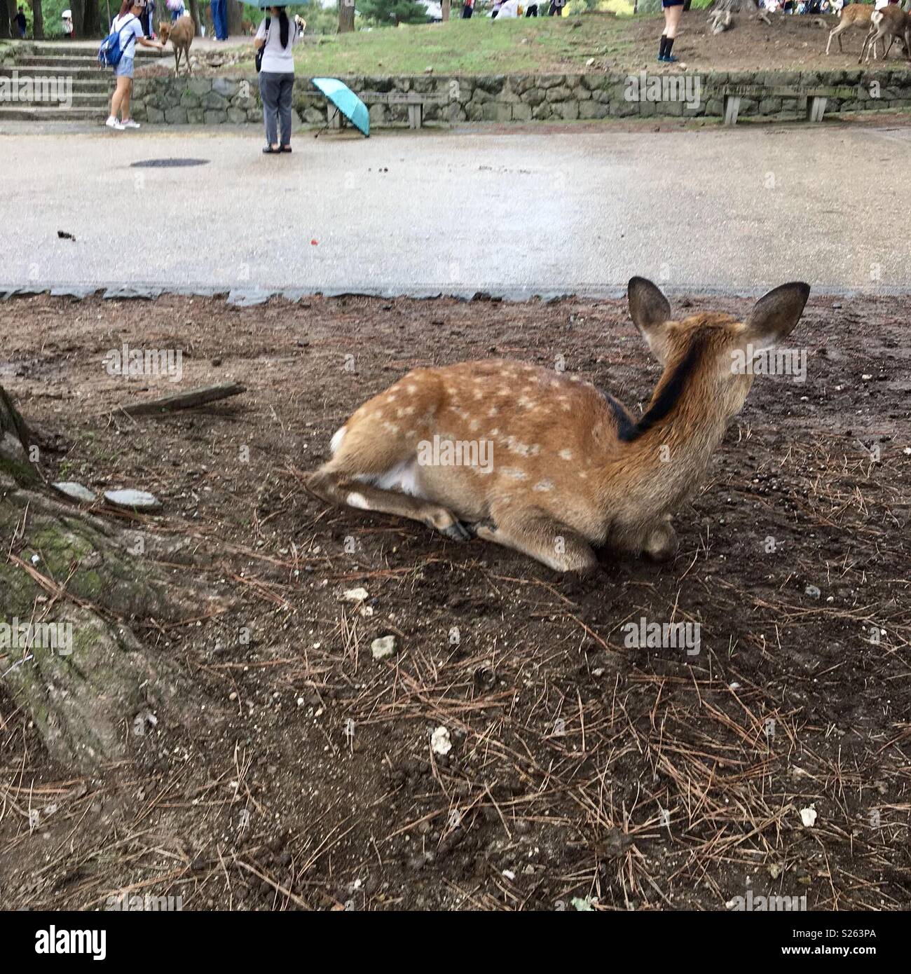 Deer looking round Japan - Smartphone Captured Stock Image